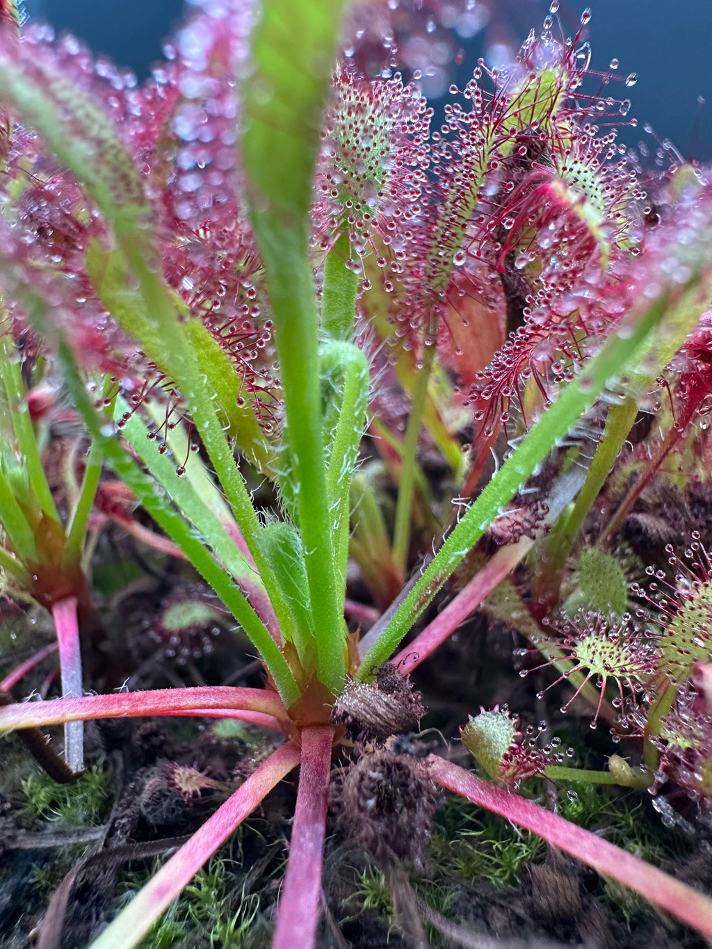 Drosera capensis “Ellenic Hairy Form”