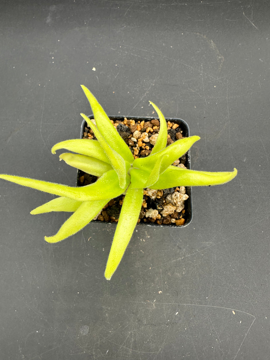 Pinguicula (heretophylla x medusina) x gigantea "white flower"
