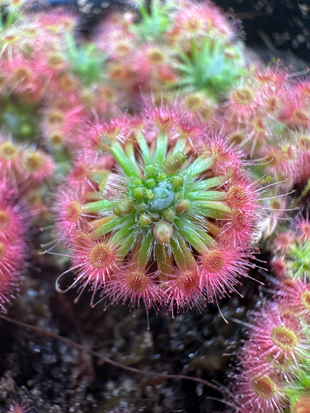 Drosera oreopodion gemmae