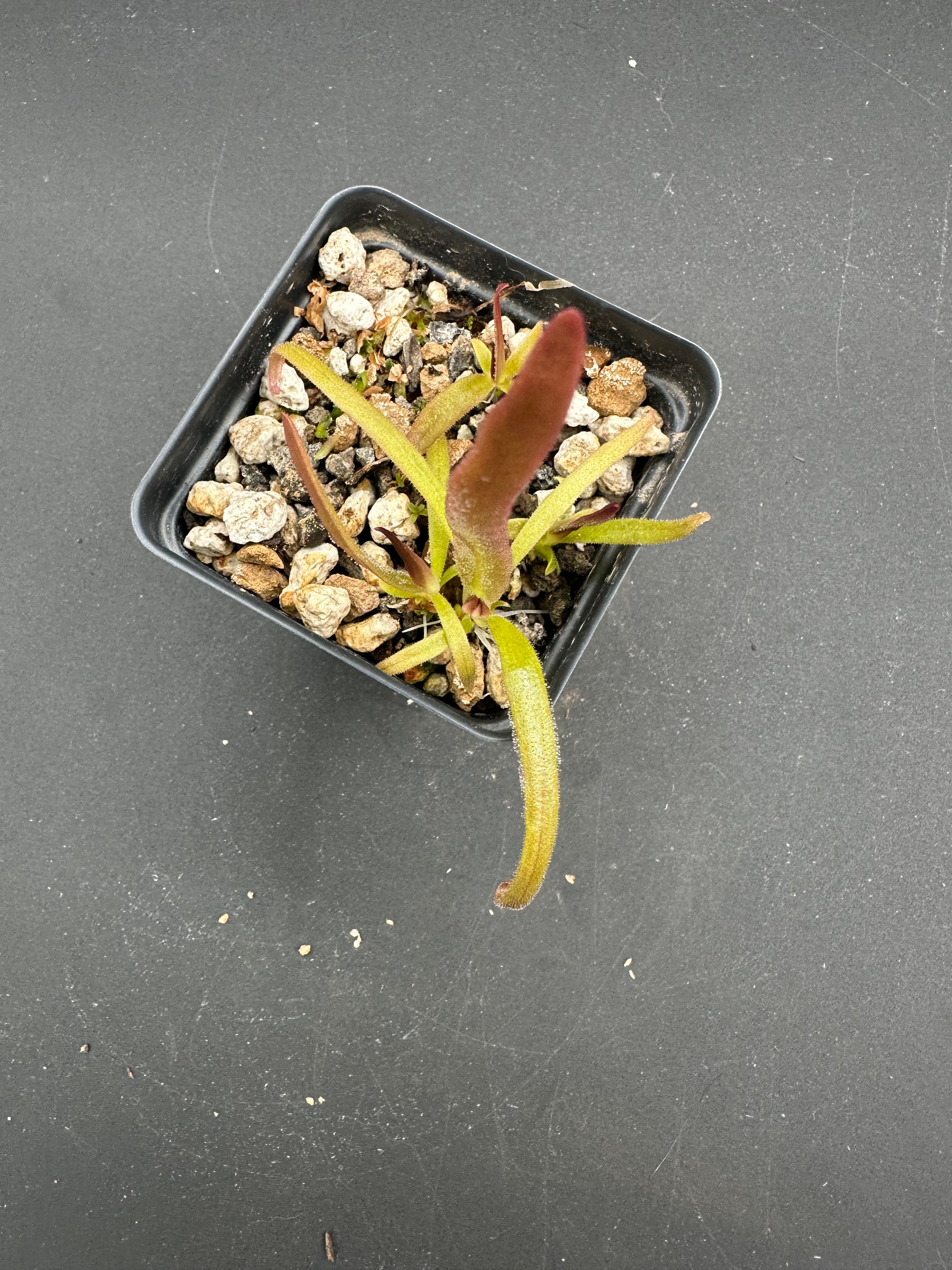 Pinguicula calderoniae (Llano de Conecho, San Luis Potosí, MÉX)