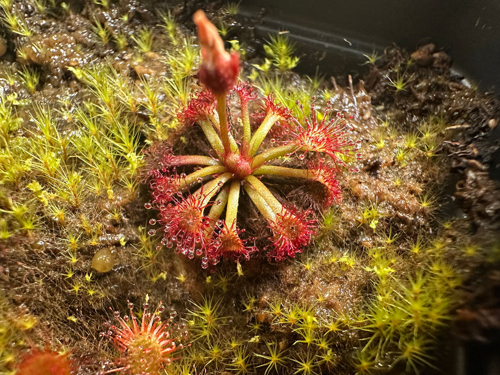 Drosera felix (Tuku Muruku, Gran Sabana, VEN)