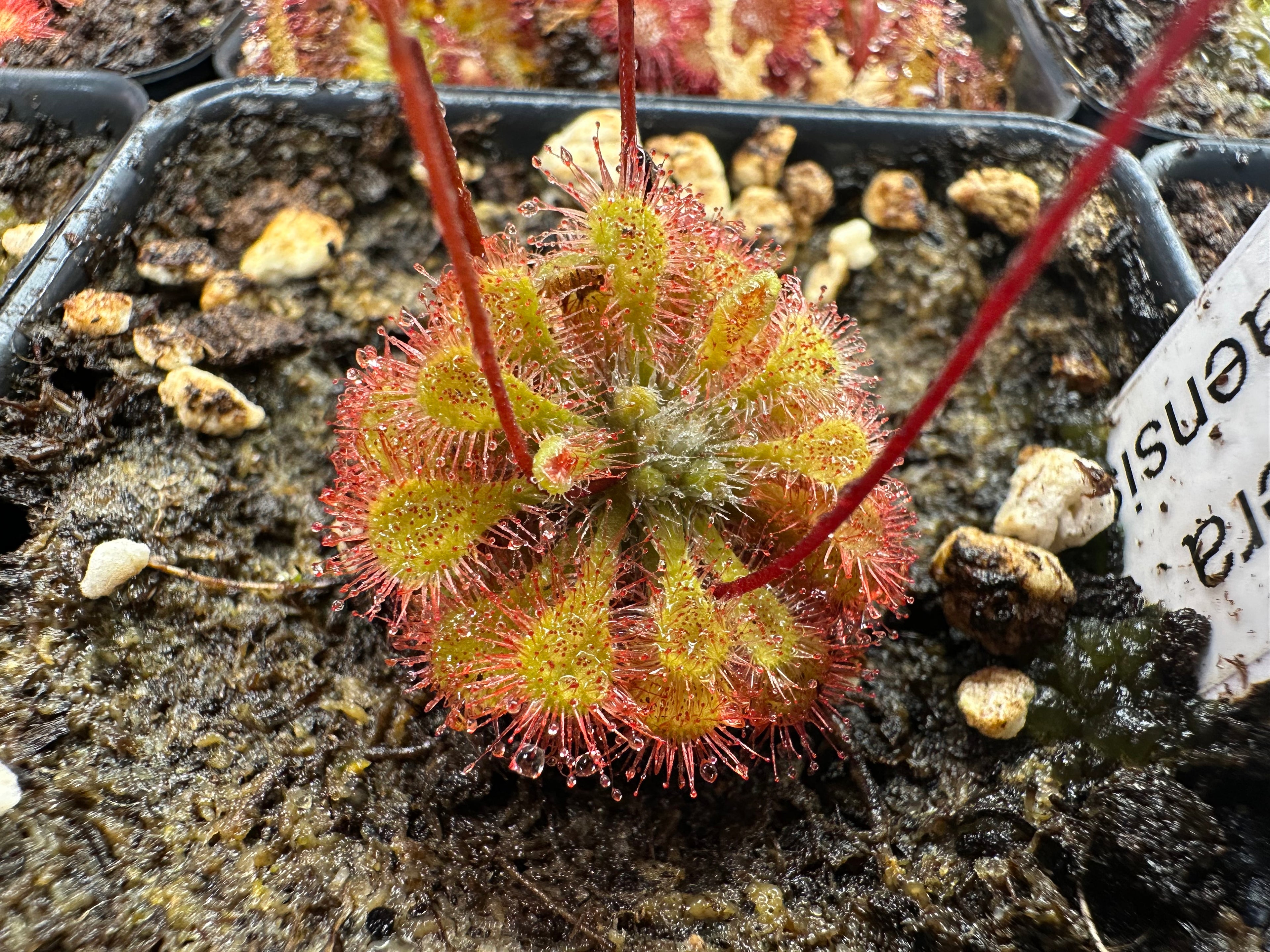 Drosera tokaiensis seeds