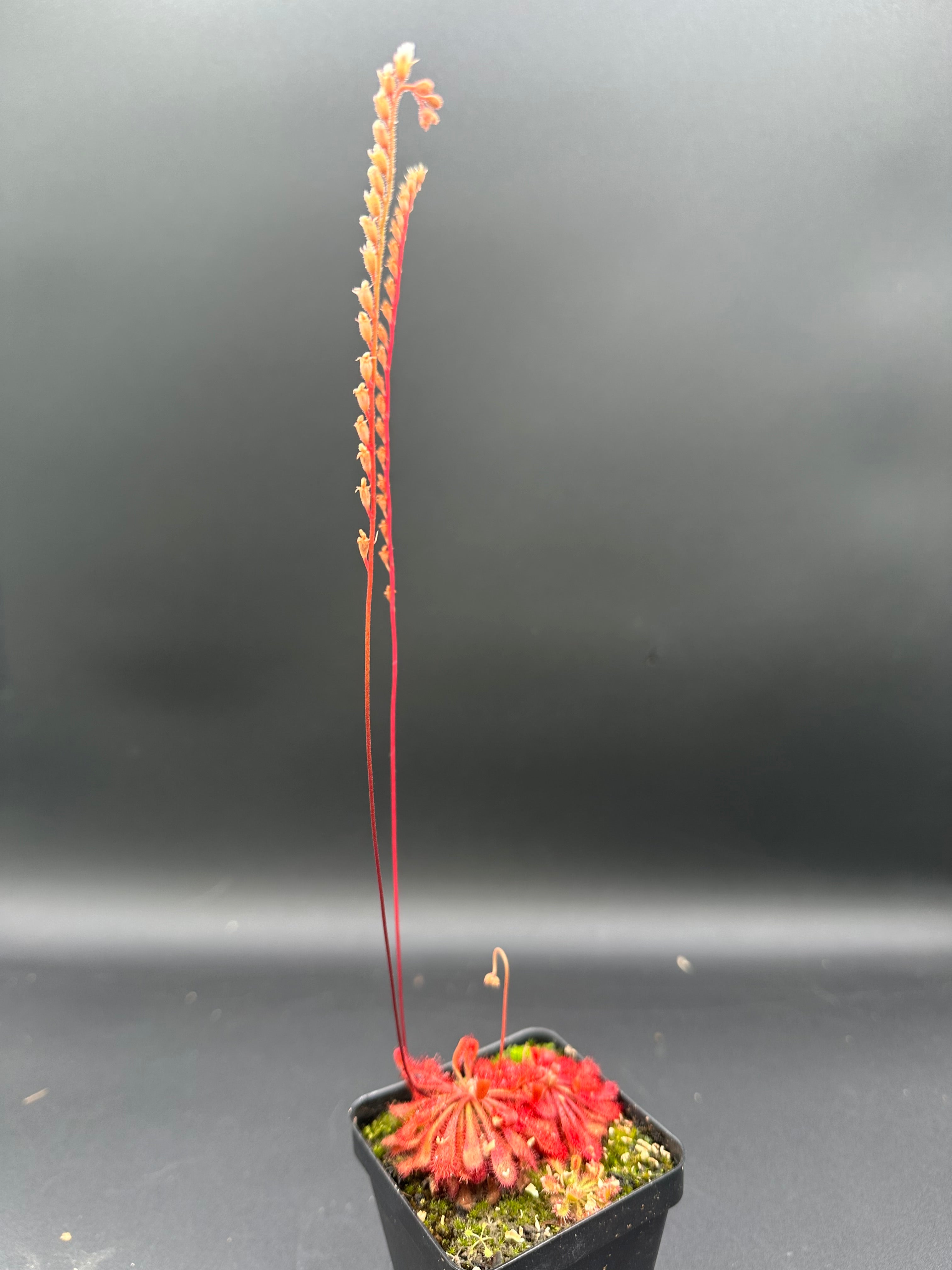 Drosera spatulata (Formosa, TWN) seeds