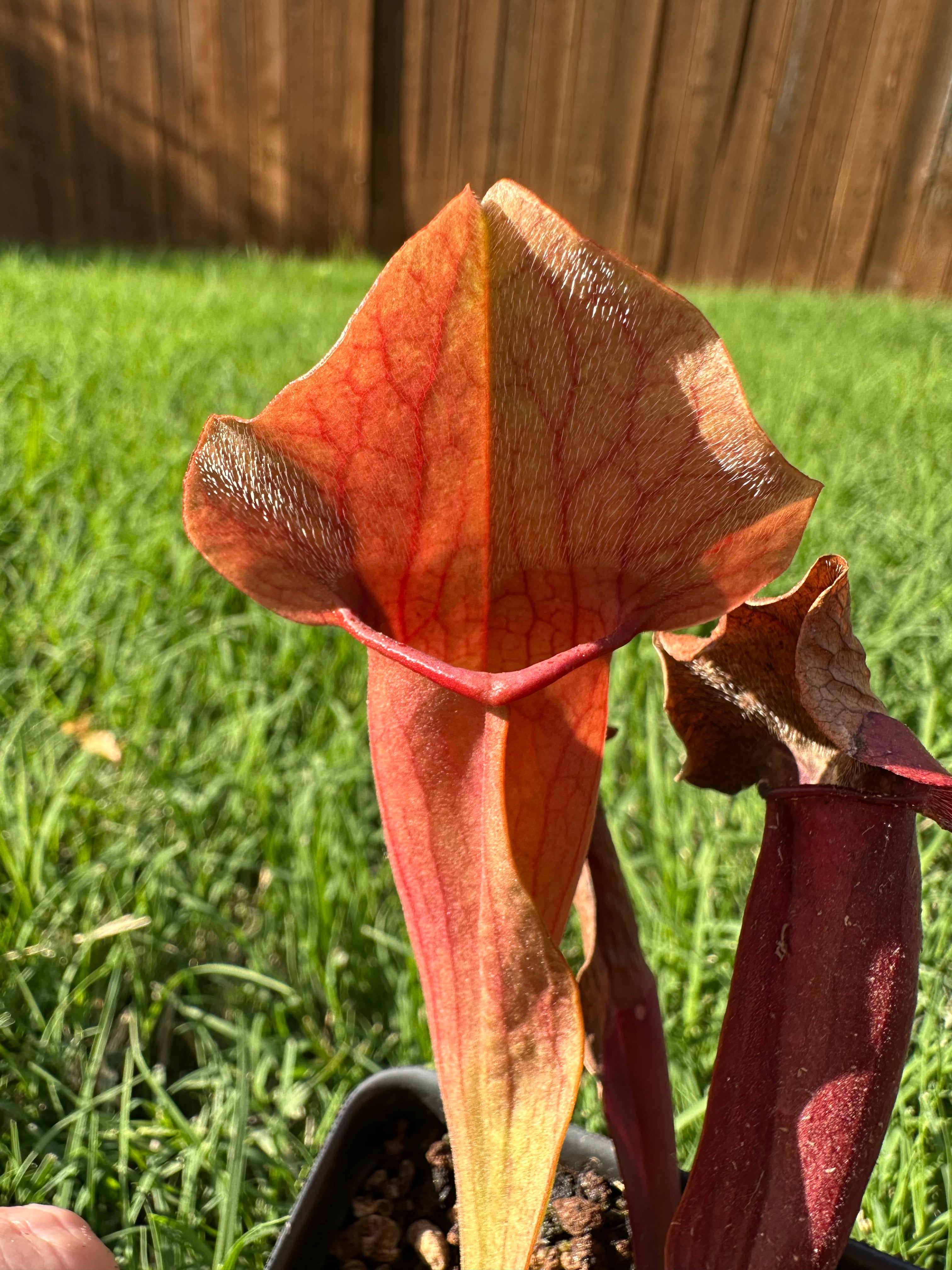 Sarracenia "Maroon"