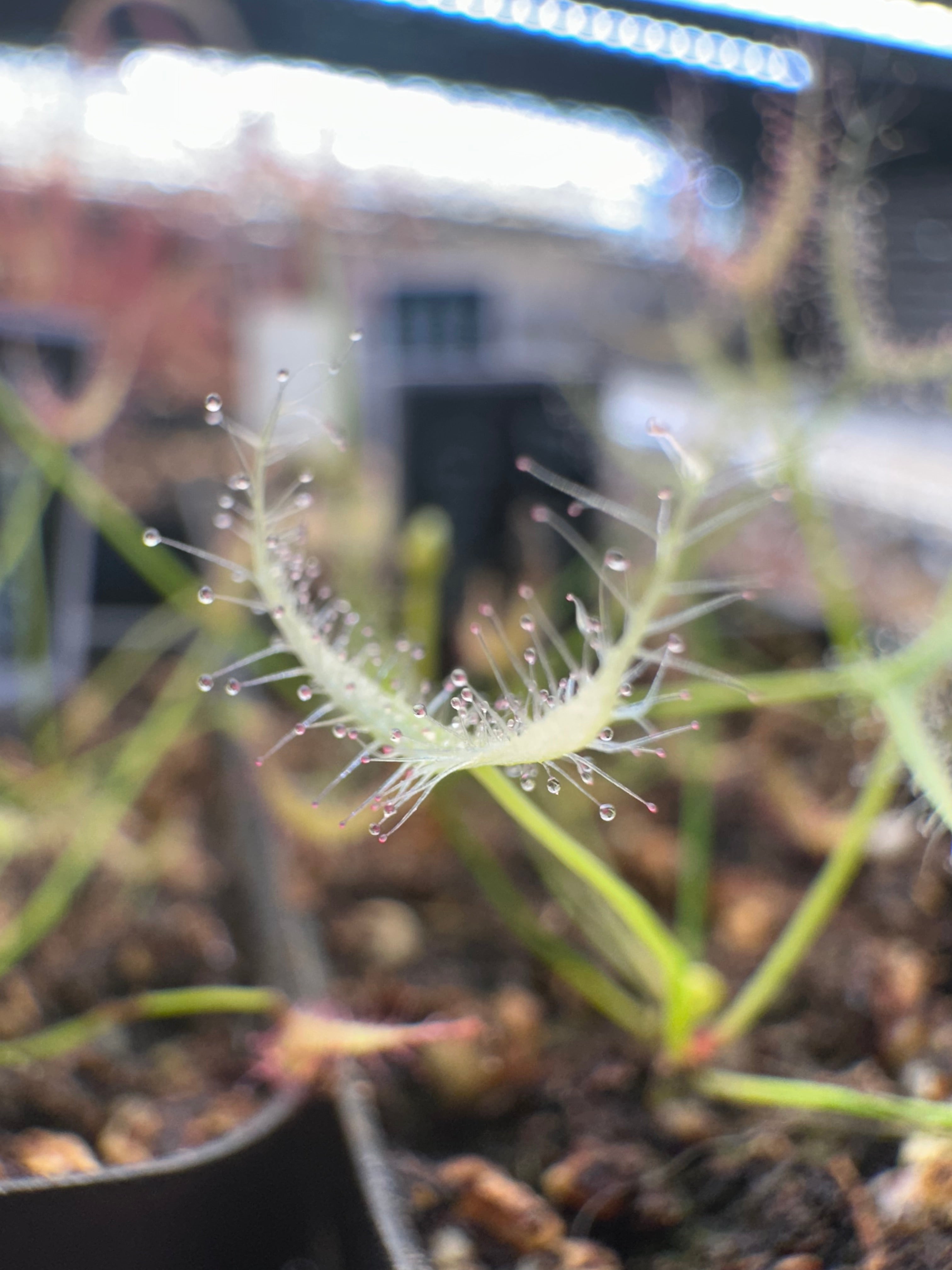 Drosera binata 'Ghost'