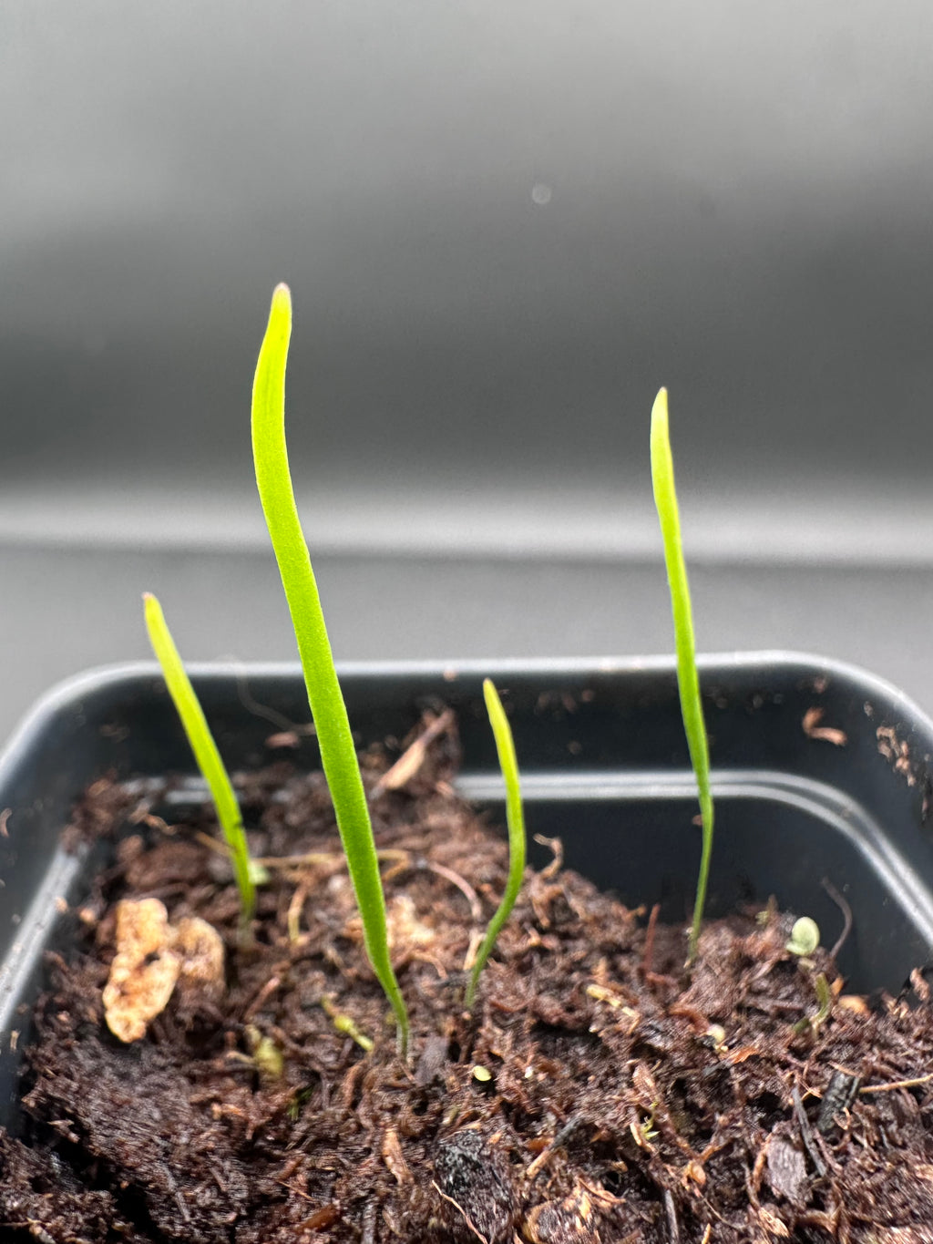 Utricularia hispida