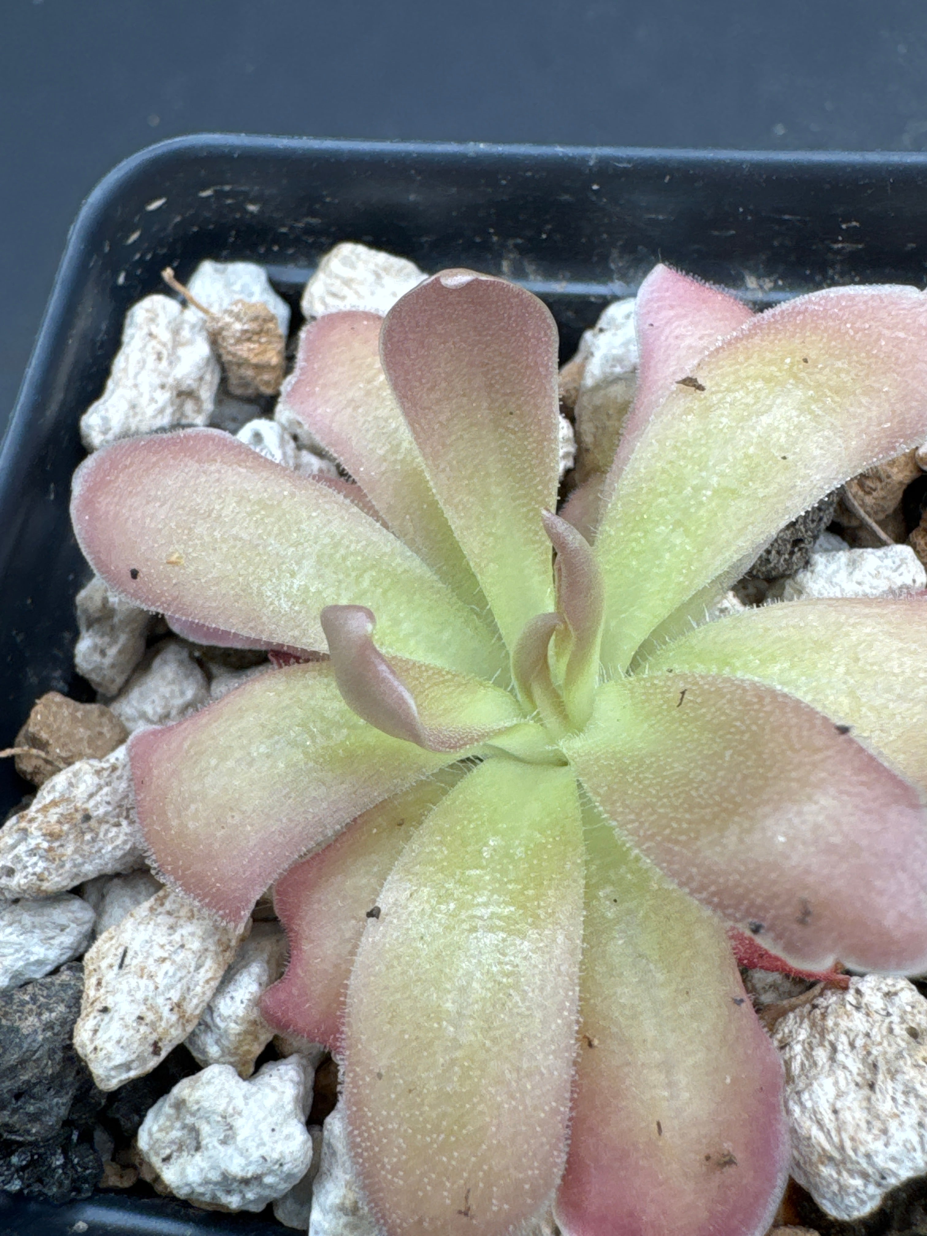 Pinguicula gypsicola X ‘Sethos’