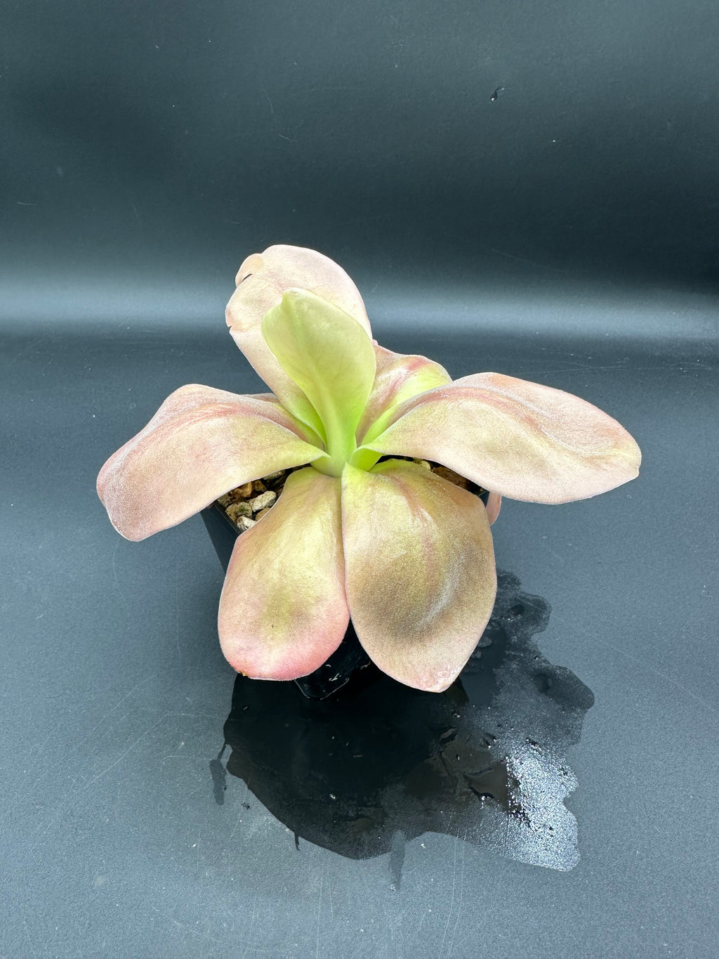 Pinguicula gigantea "red" (P. aff. gigantea)