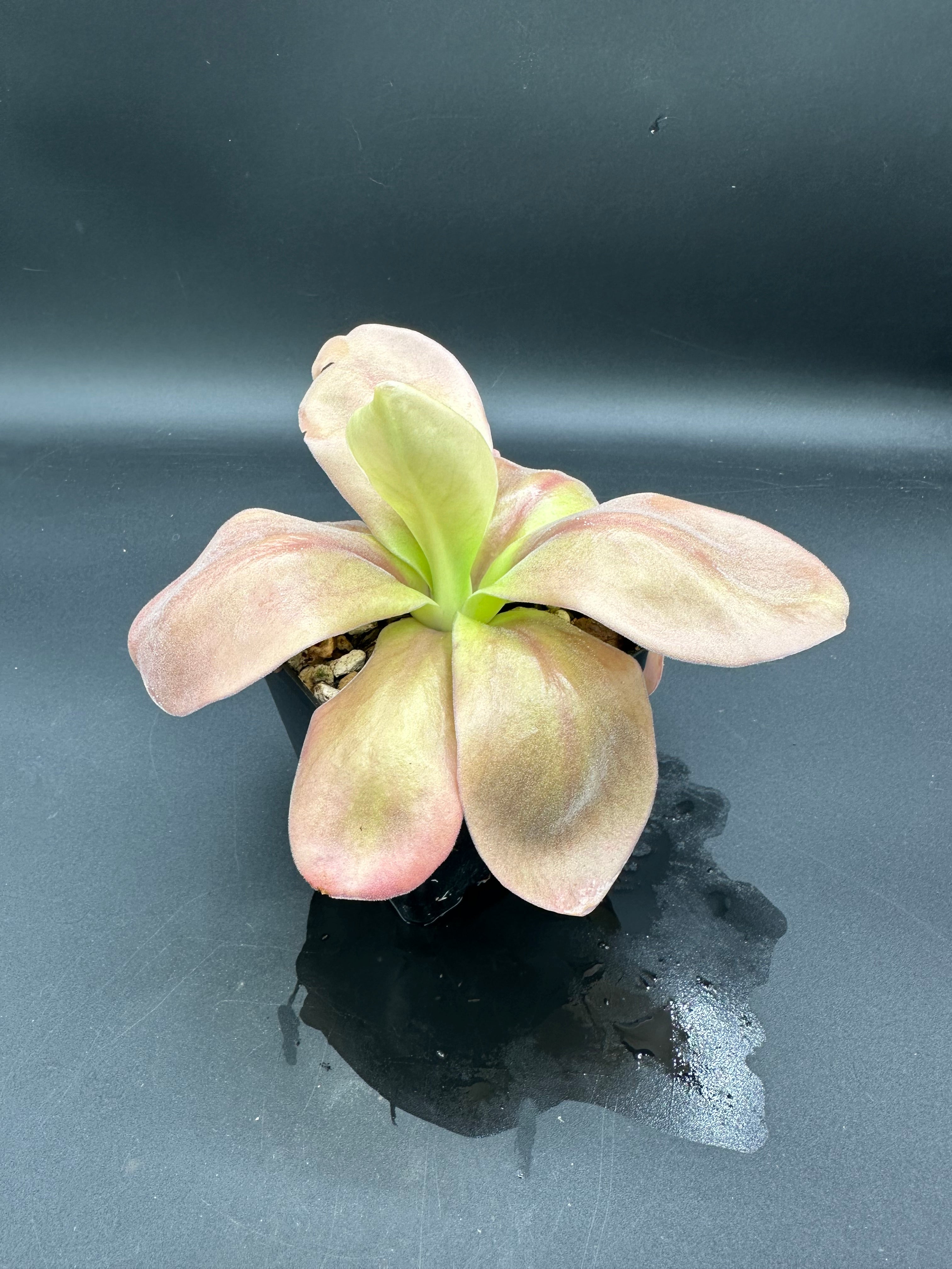 Pinguicula gigantea "red" (P. aff. gigantea)
