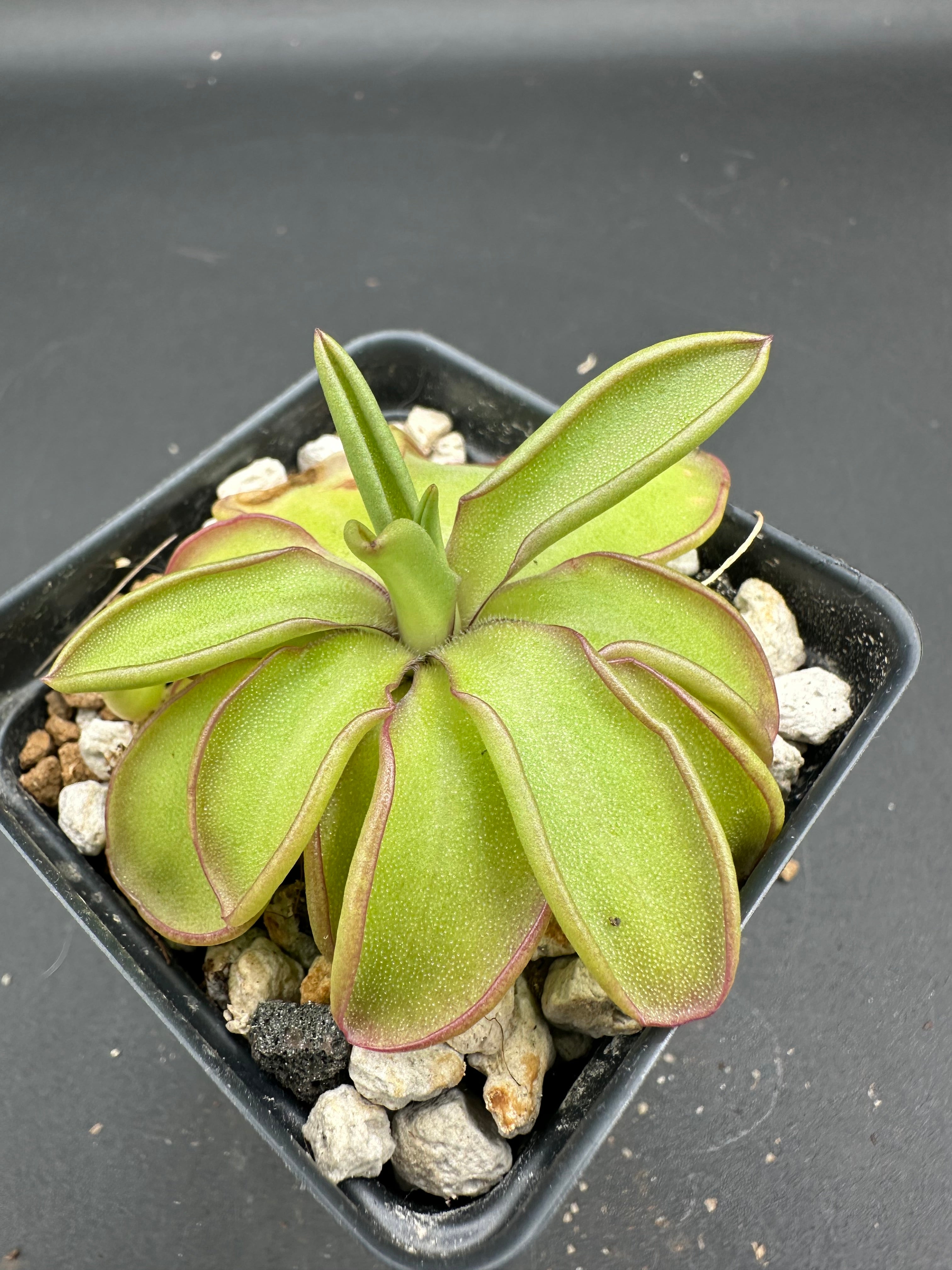Pinguicula moranensis var alba "Molongo" x emarginata