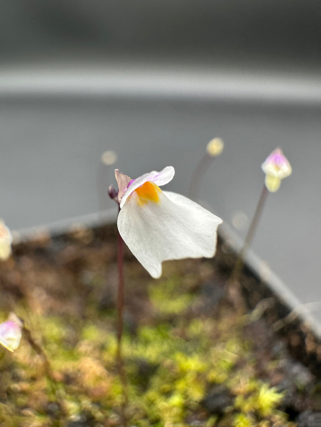 Utricularia parthenopipes