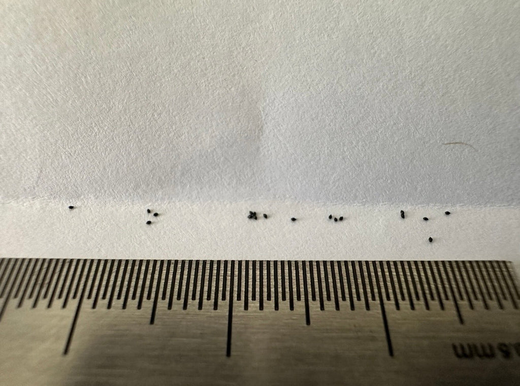 Drosera kaieteurensis (Churi Tepui, Chimantá Massif, Venezuela) seeds