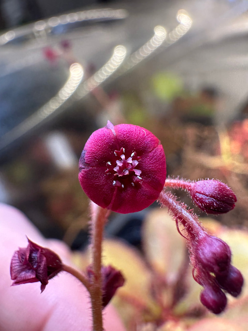 Drosera "Andromeda"