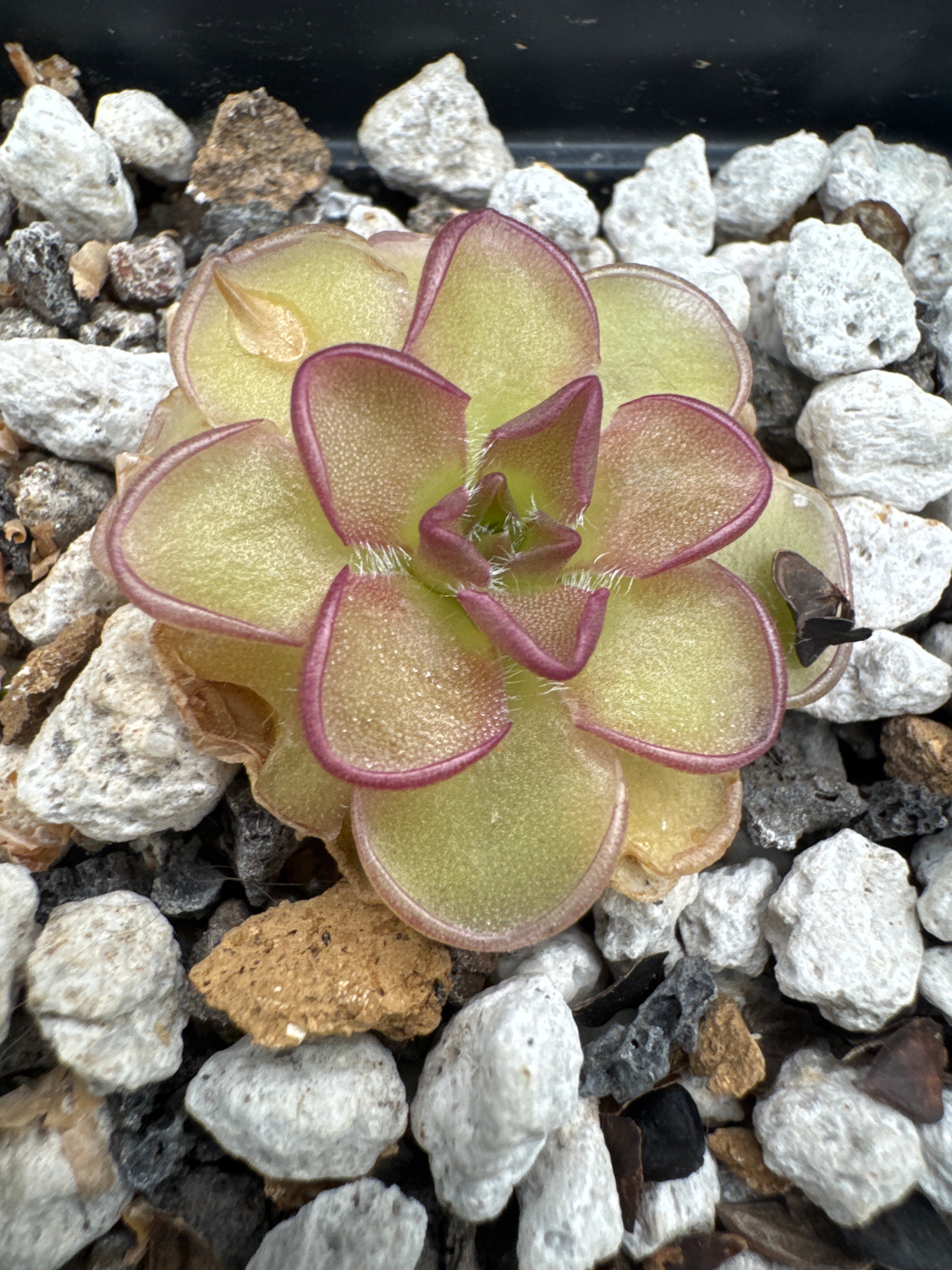 Pinguicula kondoi
