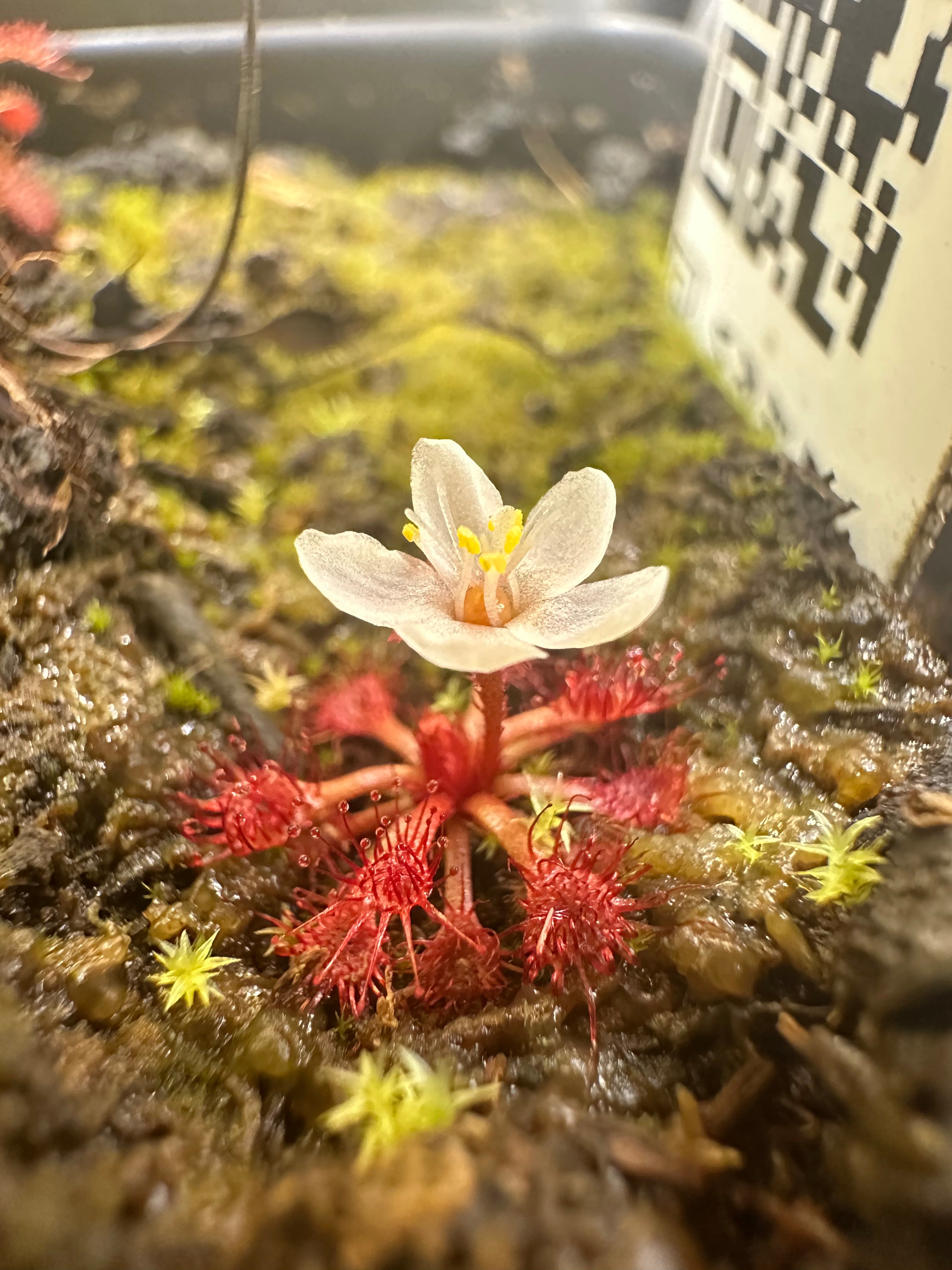 Drosera felix (Tuku Muruku, Gran Sabana, VEN)