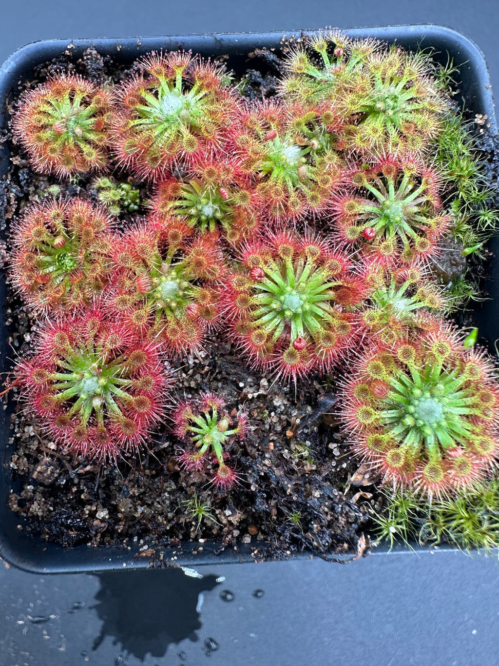 Drosera nitidula gemmae