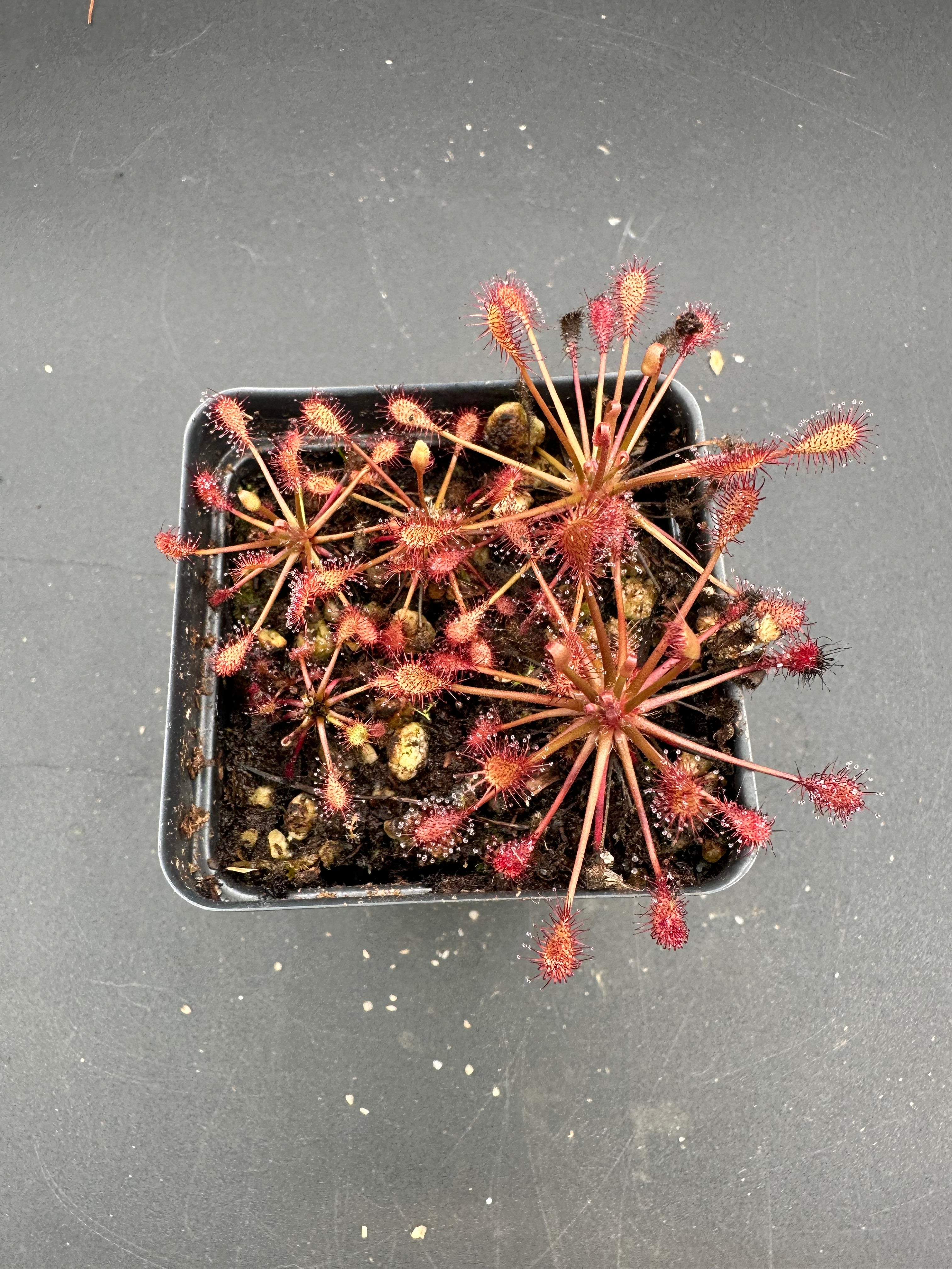 Drosera intermedia "tropical lowland" (Luepa, Bolivar, Venezuela) seeds