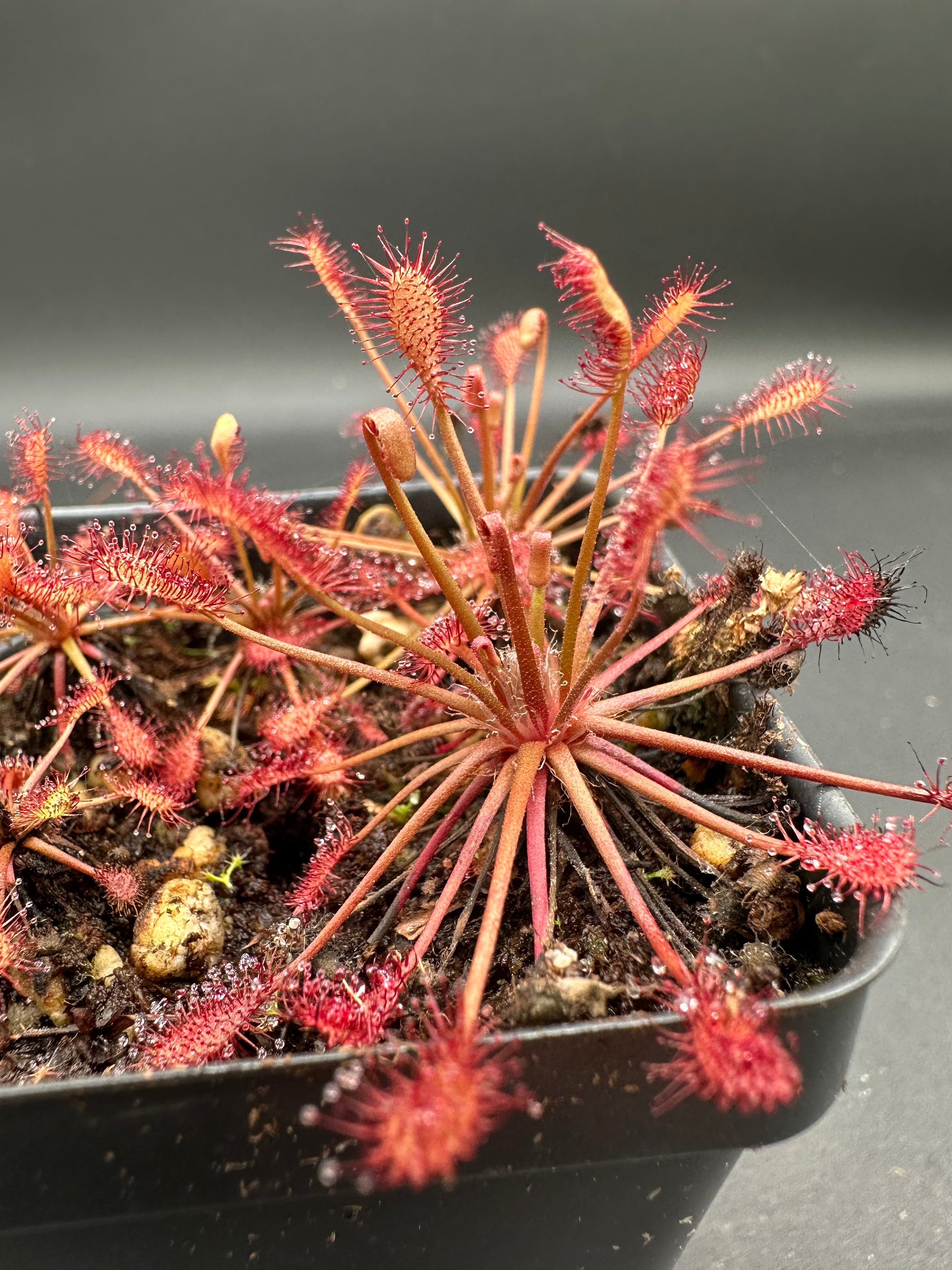 Drosera intermedia "tropical lowland" (Luepa, Bolivar, Venezuela) seeds