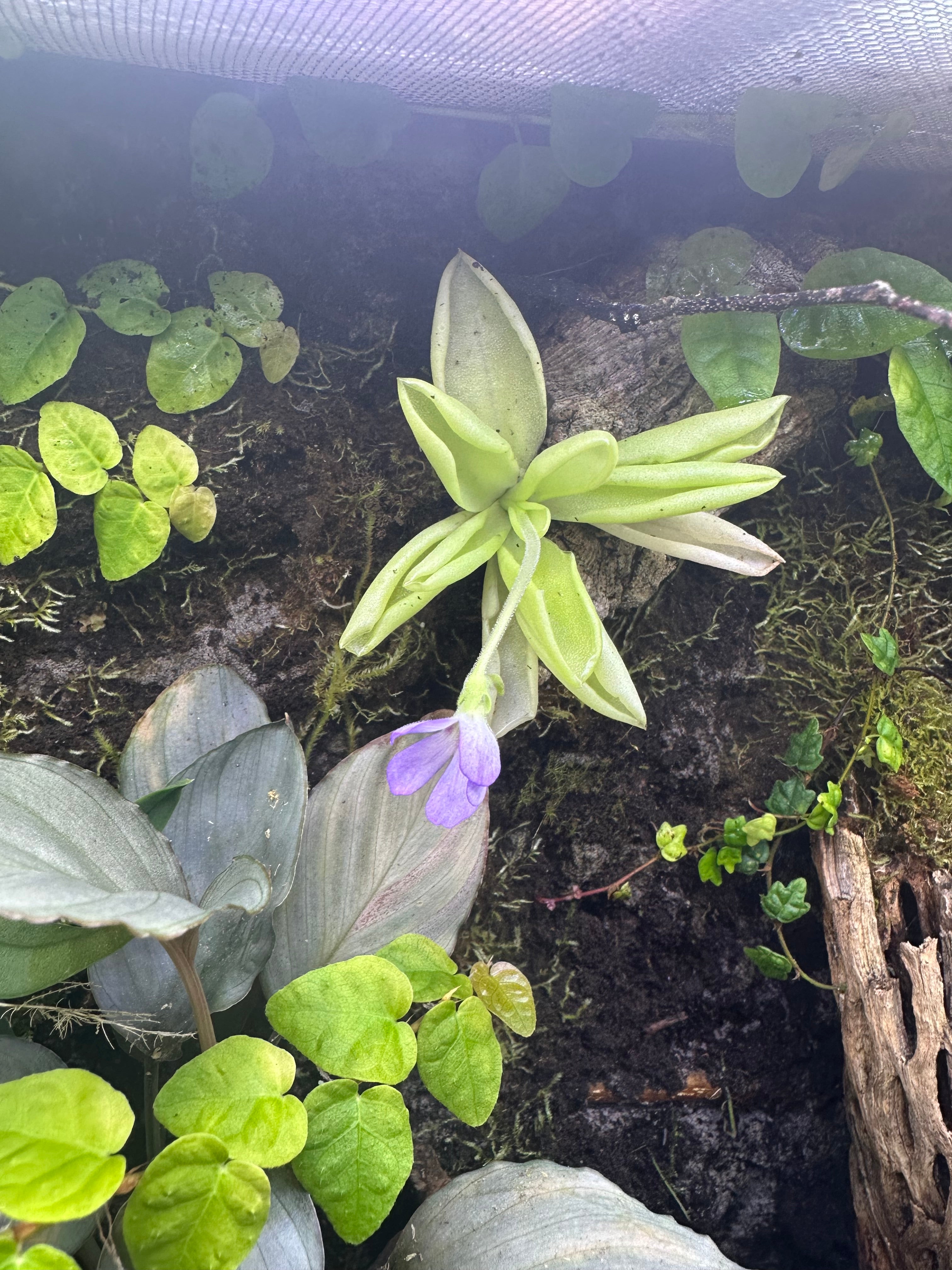 Pinguicula moranensis var. caudata x sp. “Guatemala”