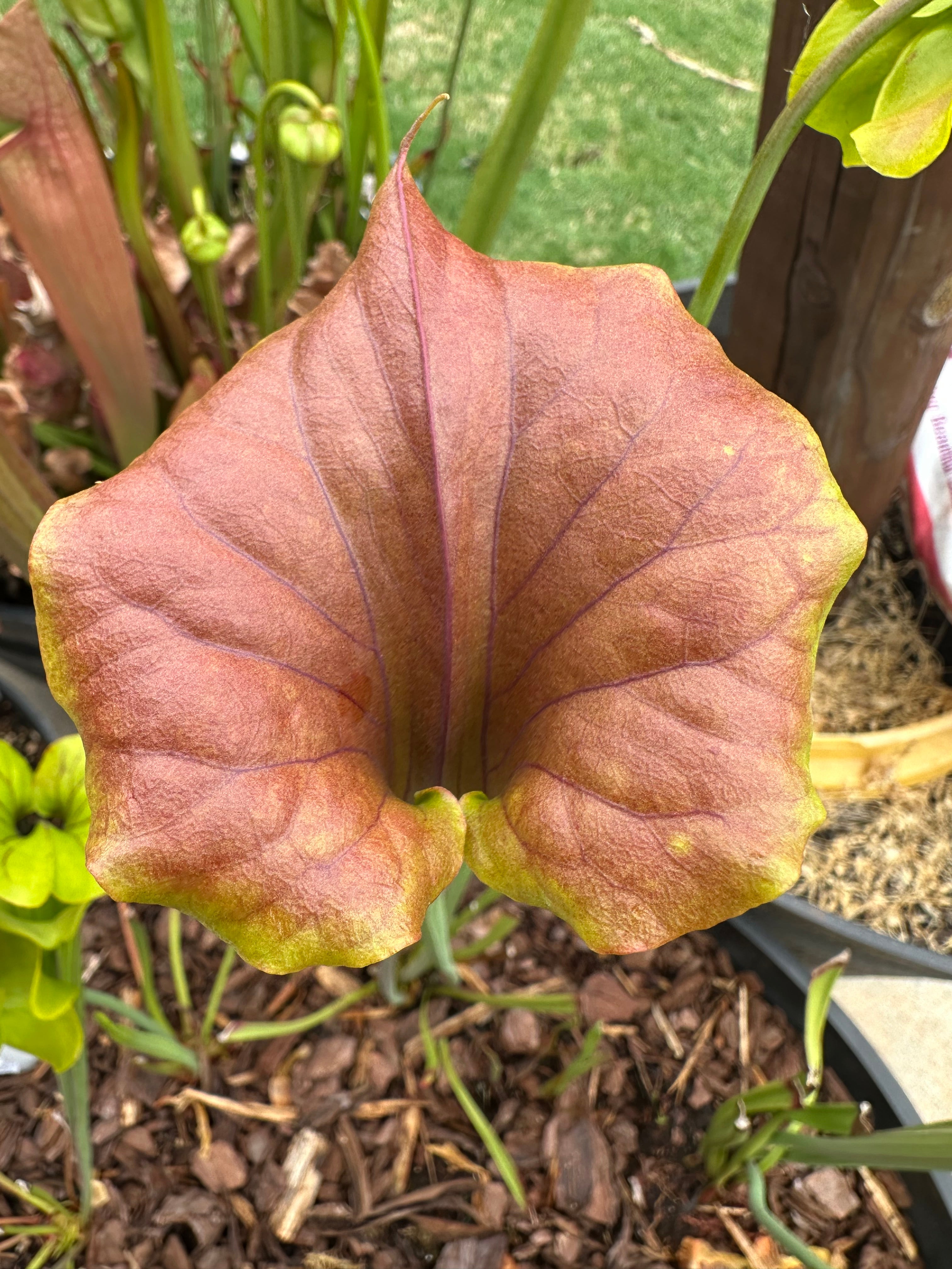 Sarracenia flava var. cuprea