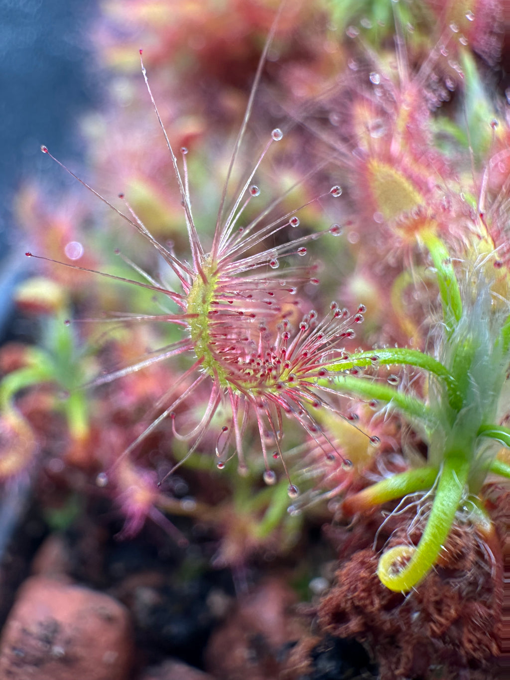 Drosera scorpioides (Gidgegannup, WA) gemmae (15 count)