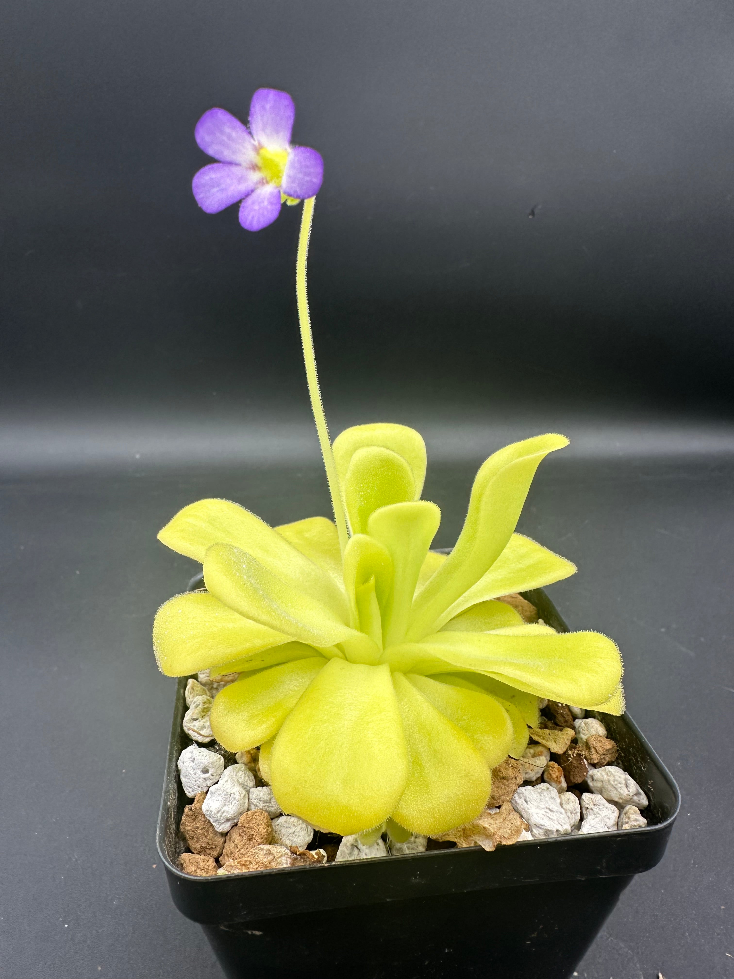 Pinguicula agnata "true blue"