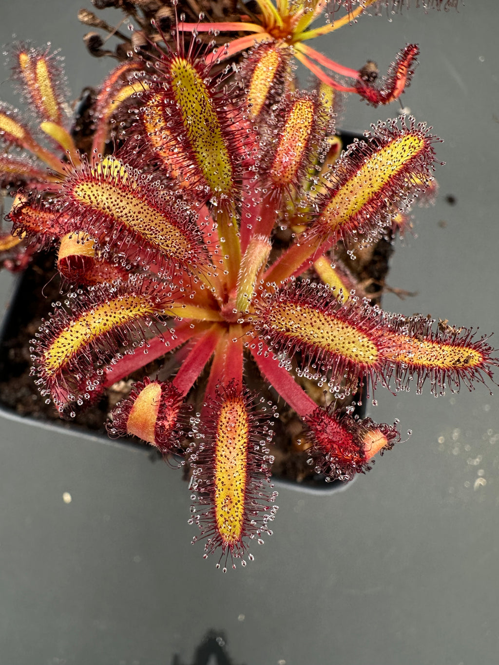 Drosera capensis (Drie Kuilen NR, ZAF) seeds
