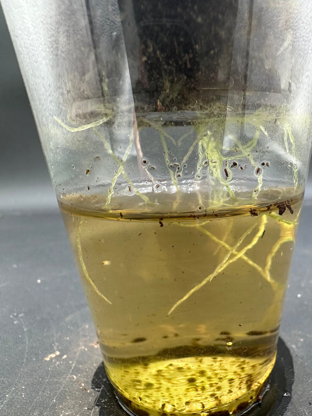 Genlisea violacea (Serra do Cipo, BRA)