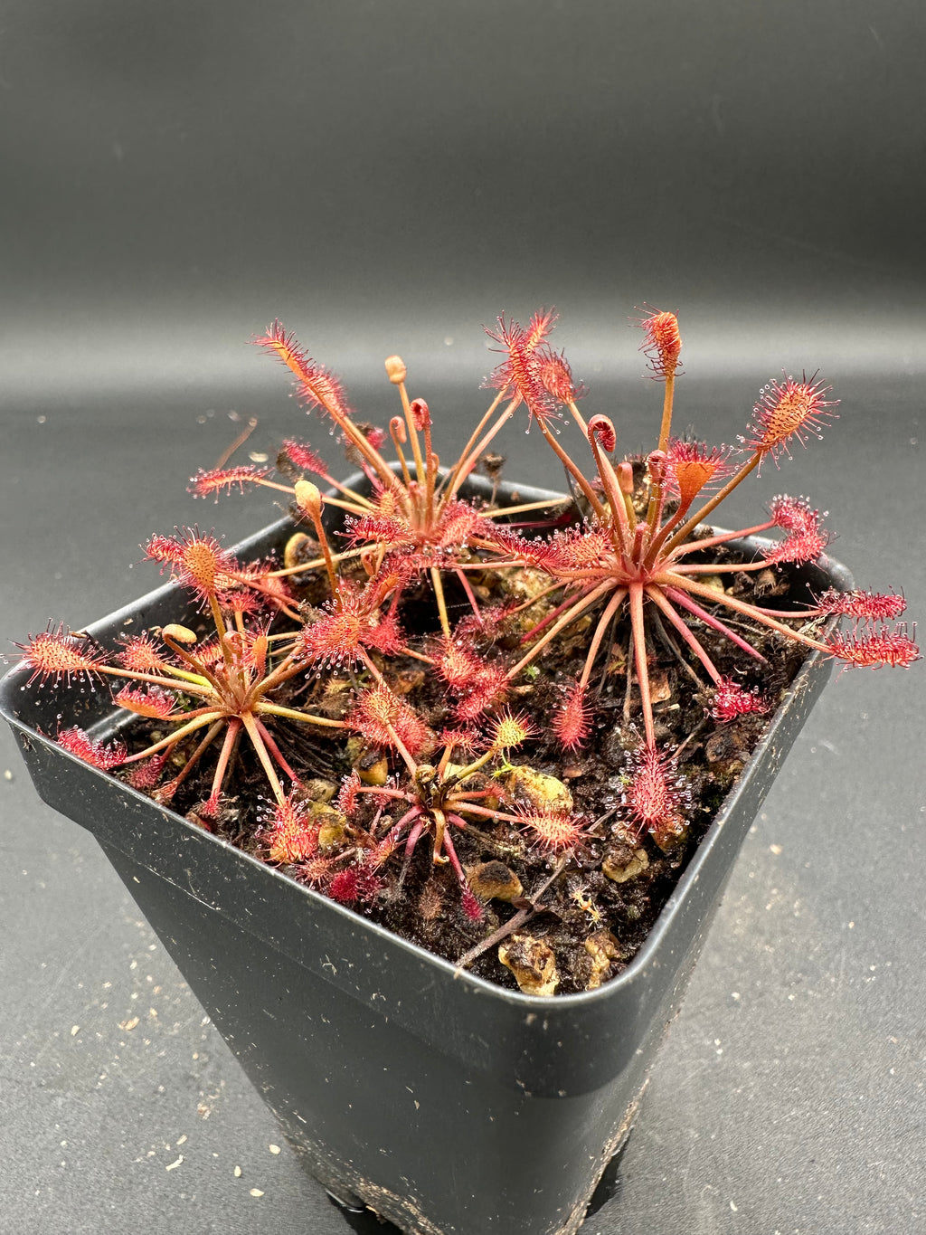 Drosera intermedia "tropical lowland" (Luepa, Bolivar, VEN)