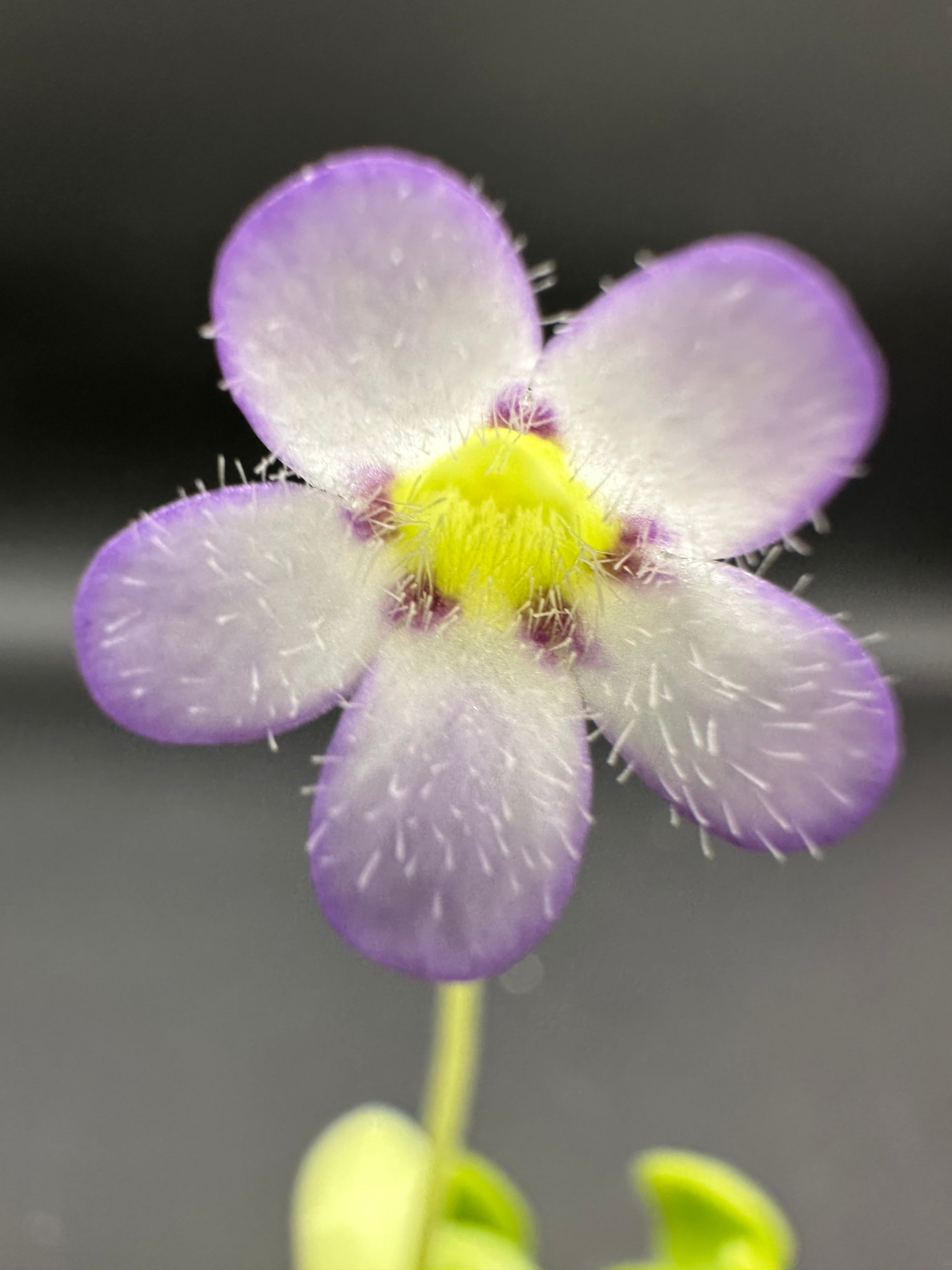Pinguicula agnata (Mesa Leon, Hidalgo, Mexico)