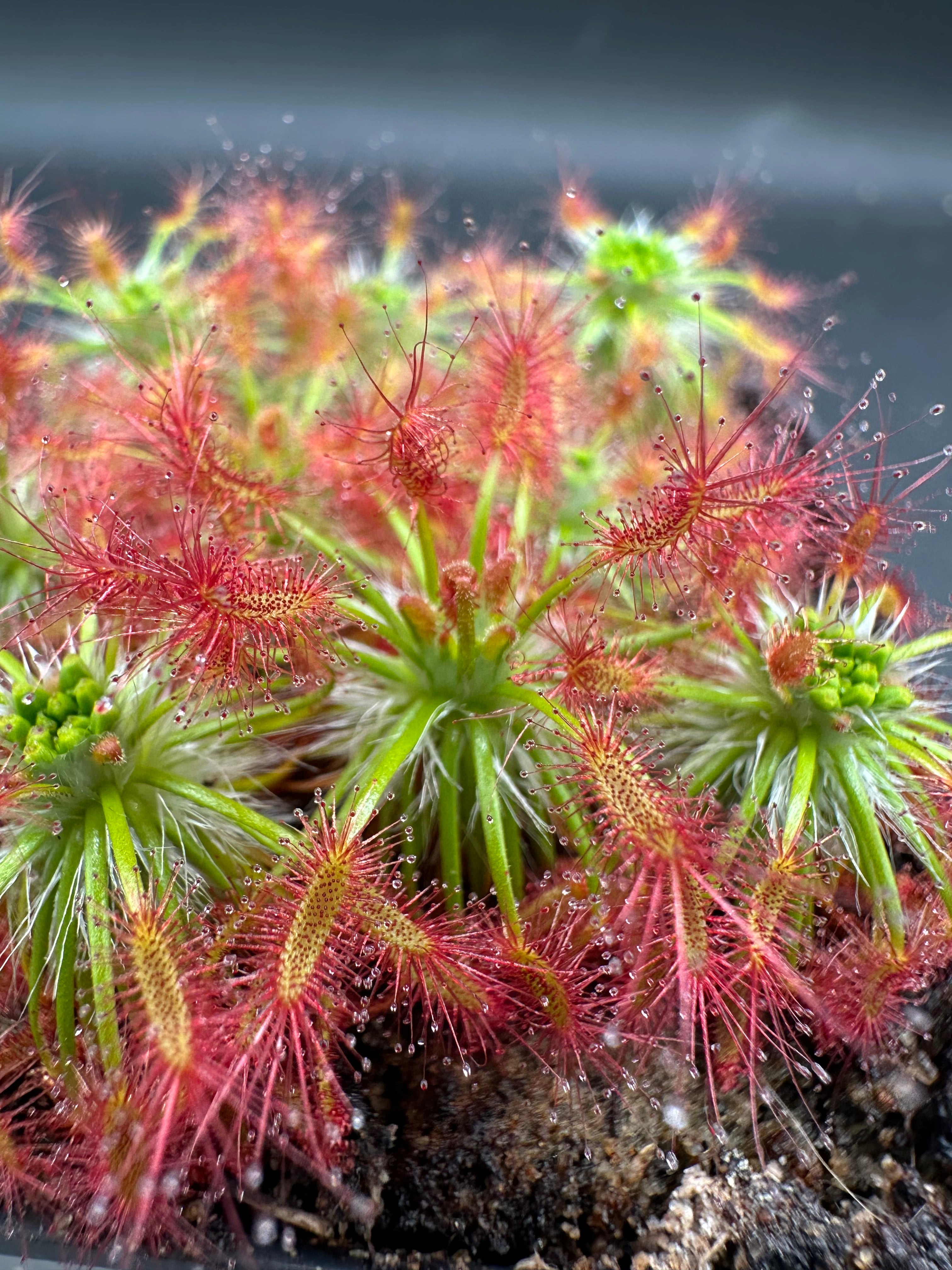 Drosera silvicola (7km S. of North Bannister on the Albany Hwy.) gemmae