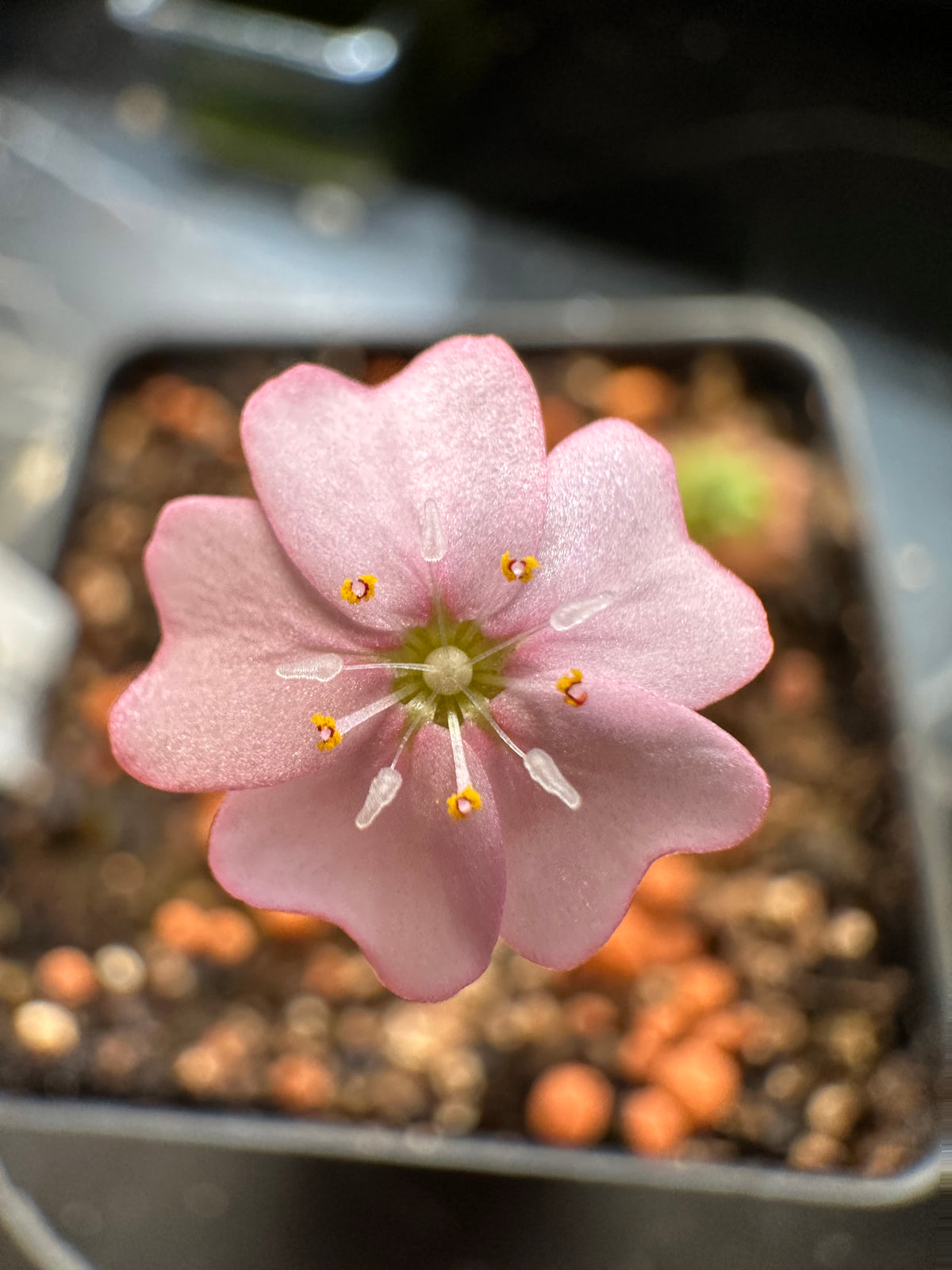 Drosera mannii "B, pale pink" gemmae