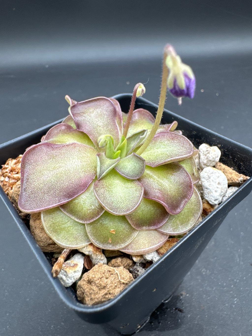 Pinguicula emarginata x cyclosecta