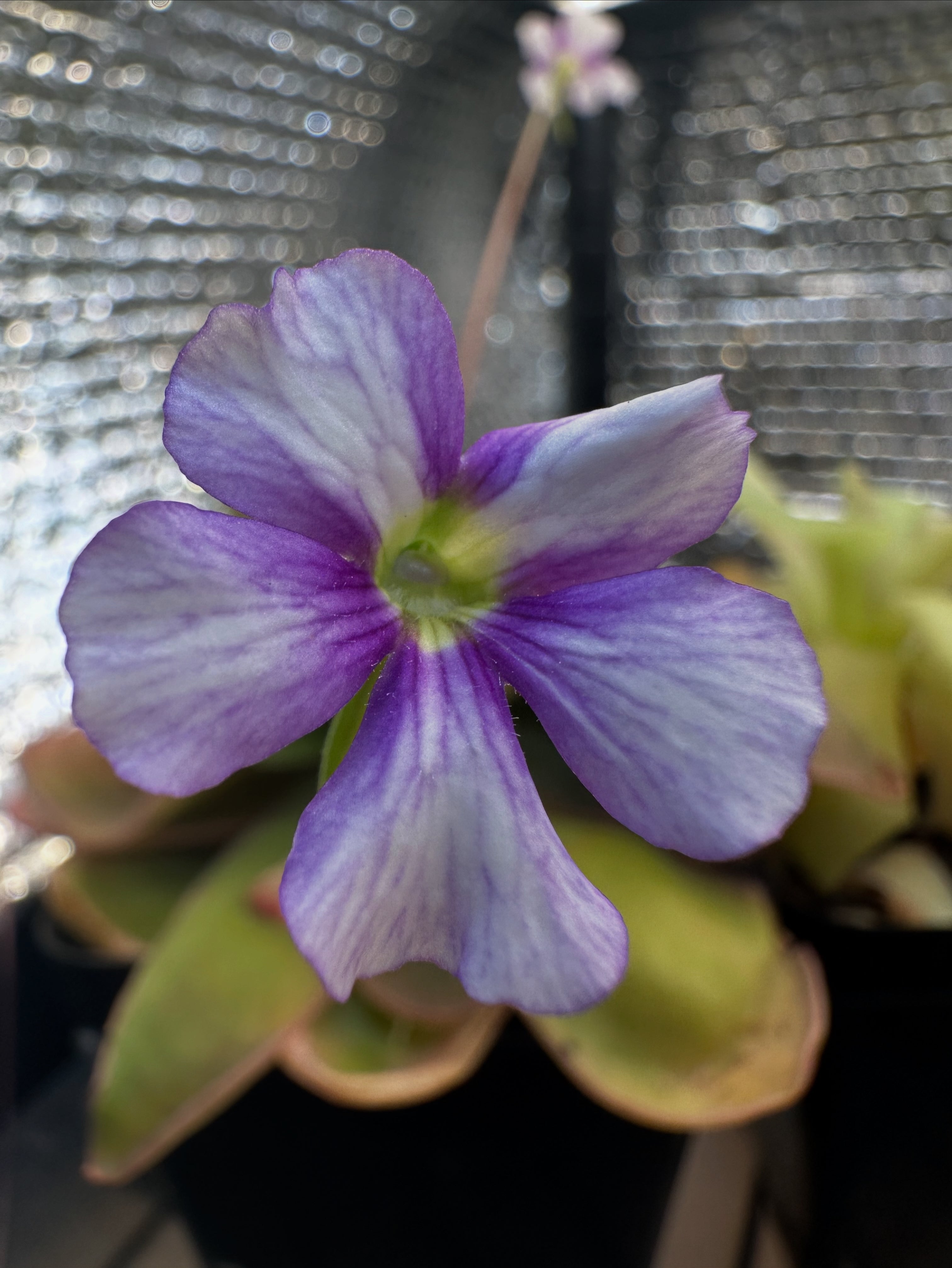 Pinguicula ‘Riva’