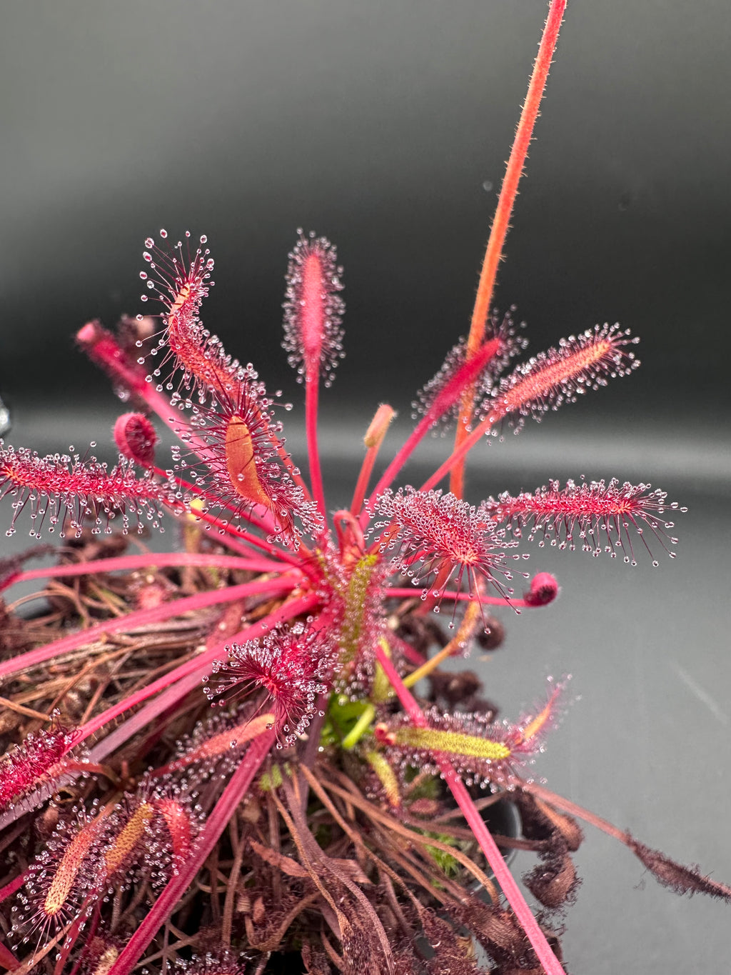 Drosera capensis "Big Pink" seeds 50+