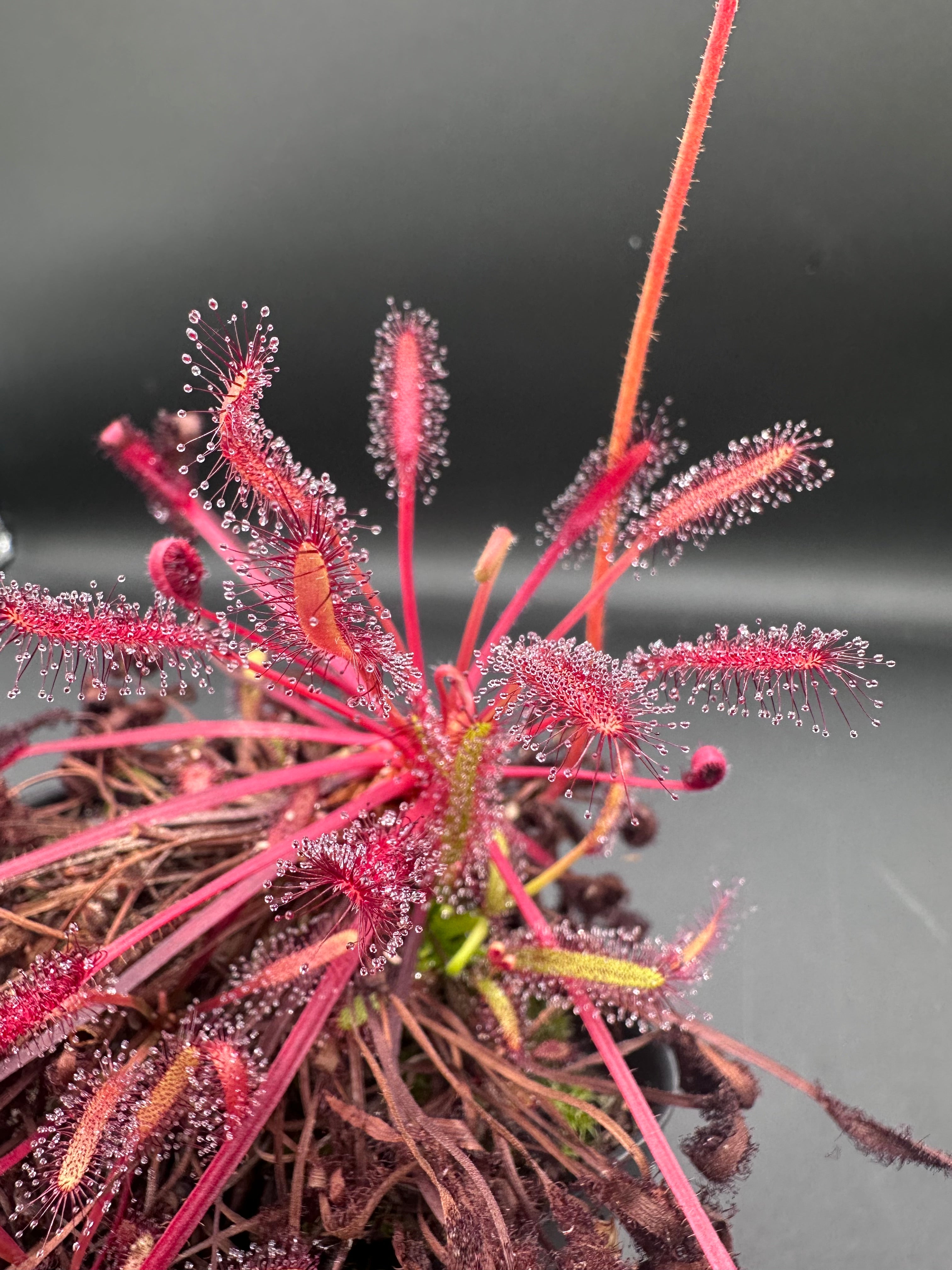 Drosera capensis "Big Pink" seeds 50+