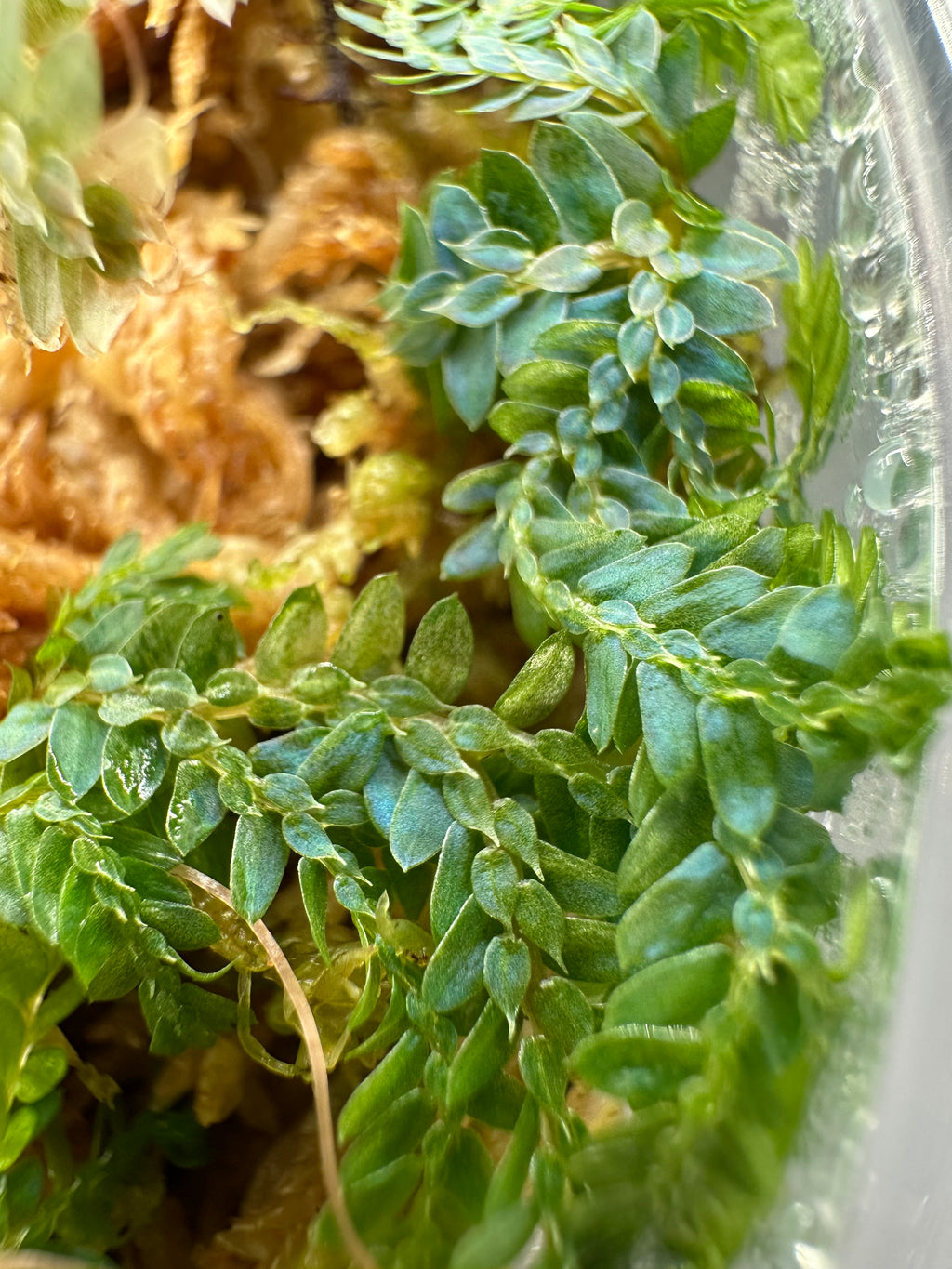 Selaginella uncinata