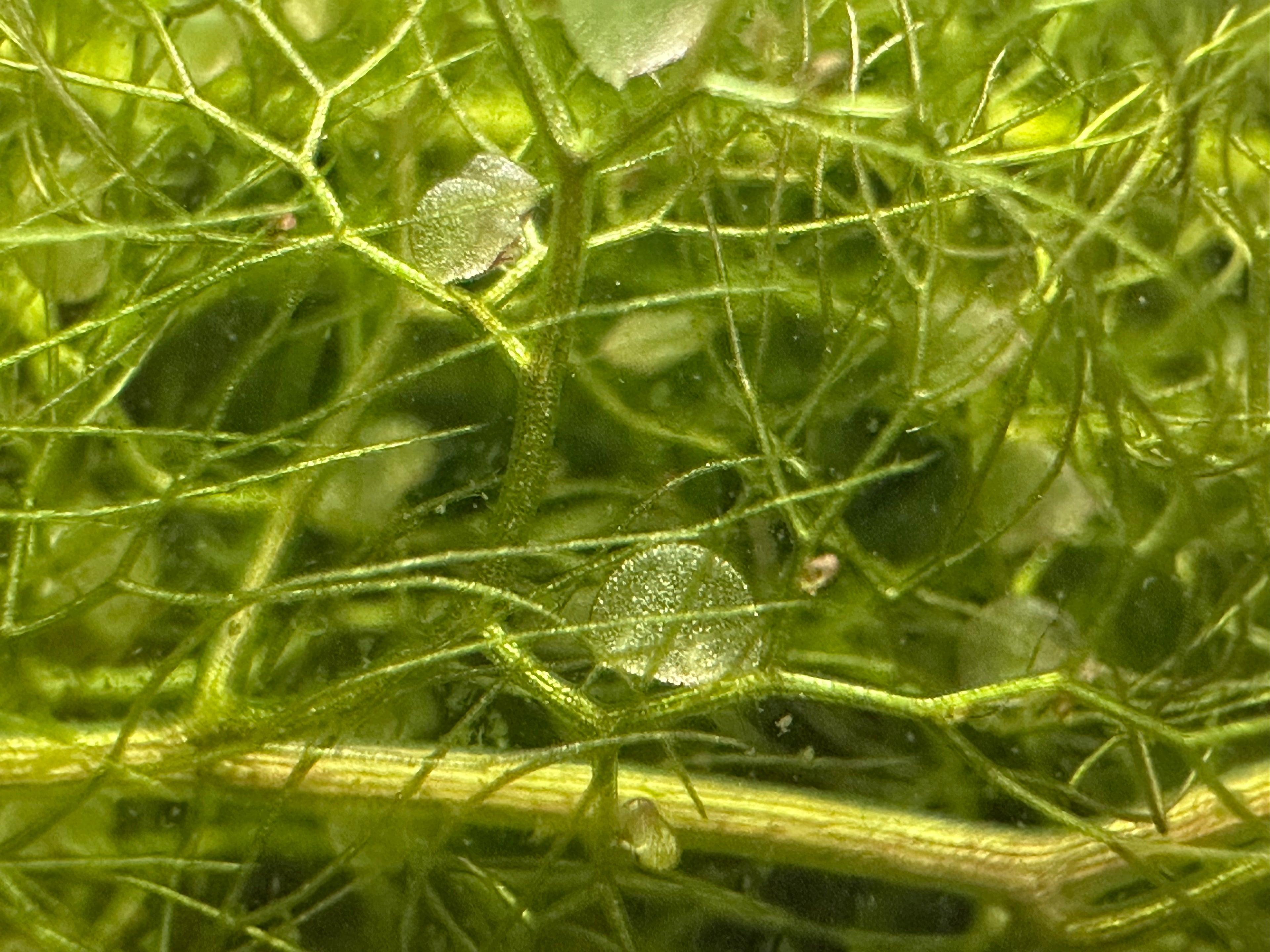 Utricularia inflata