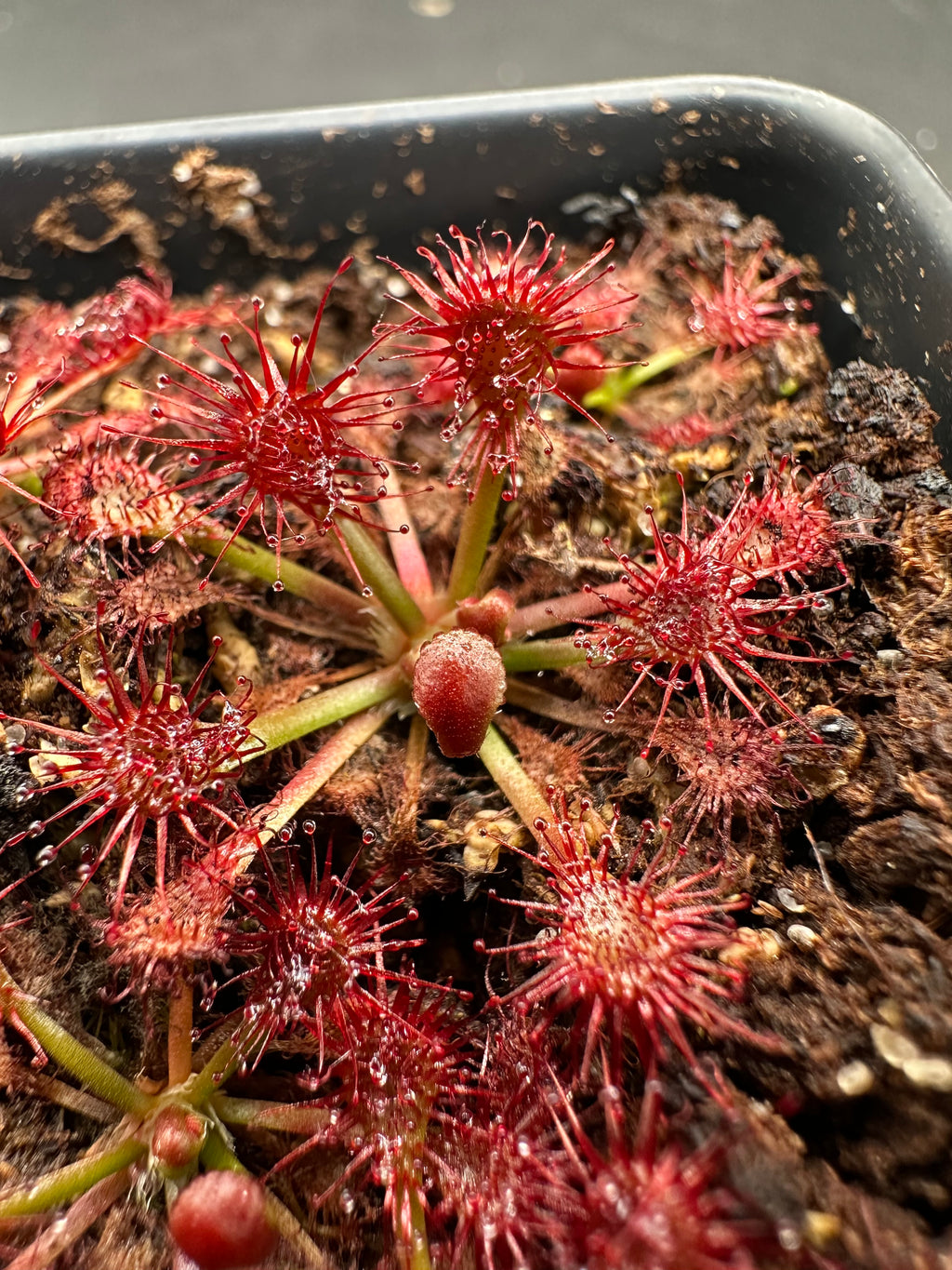Drosera spatulata (Mt. Arthur, NZL)