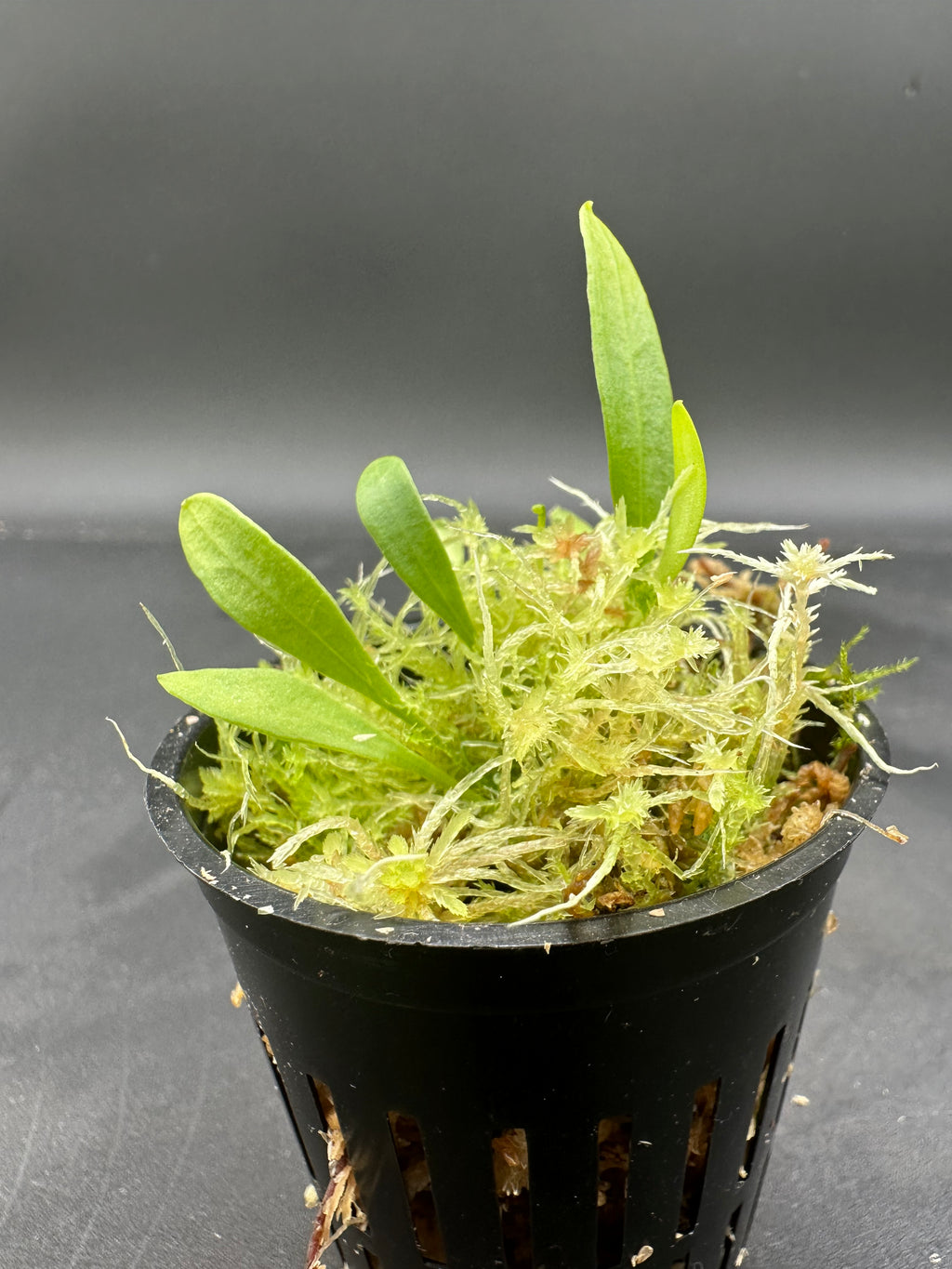 Utricularia alpina x quelchii mixed clones