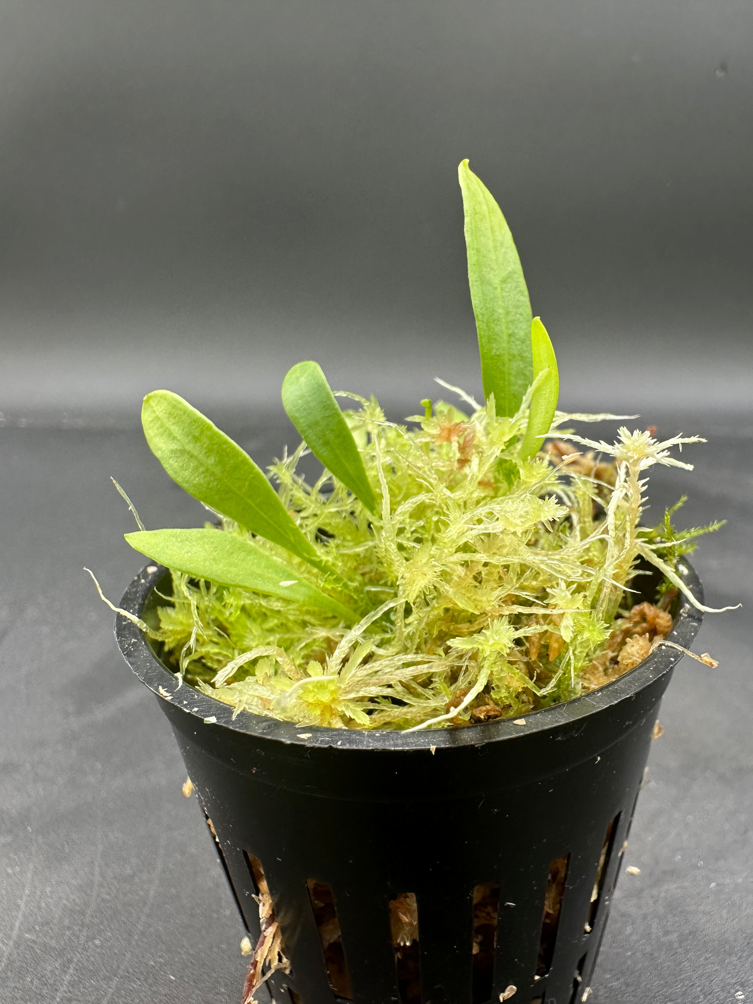 Utricularia alpina x quelchii mixed clones