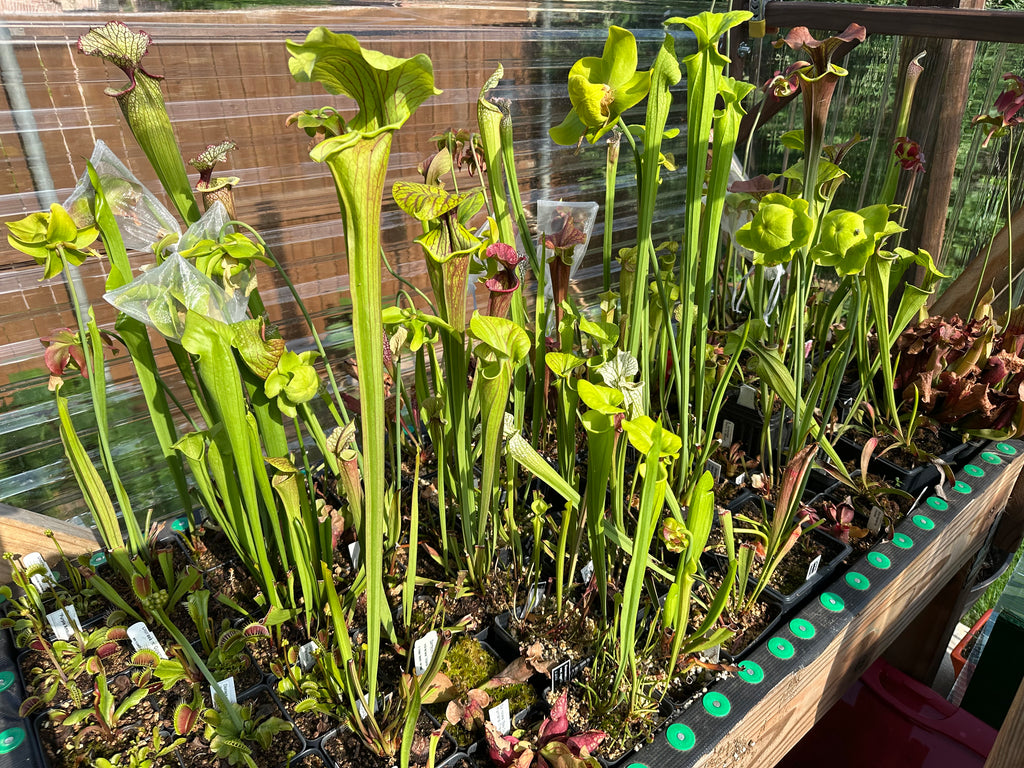 Open pollinated Sarracenia seeds