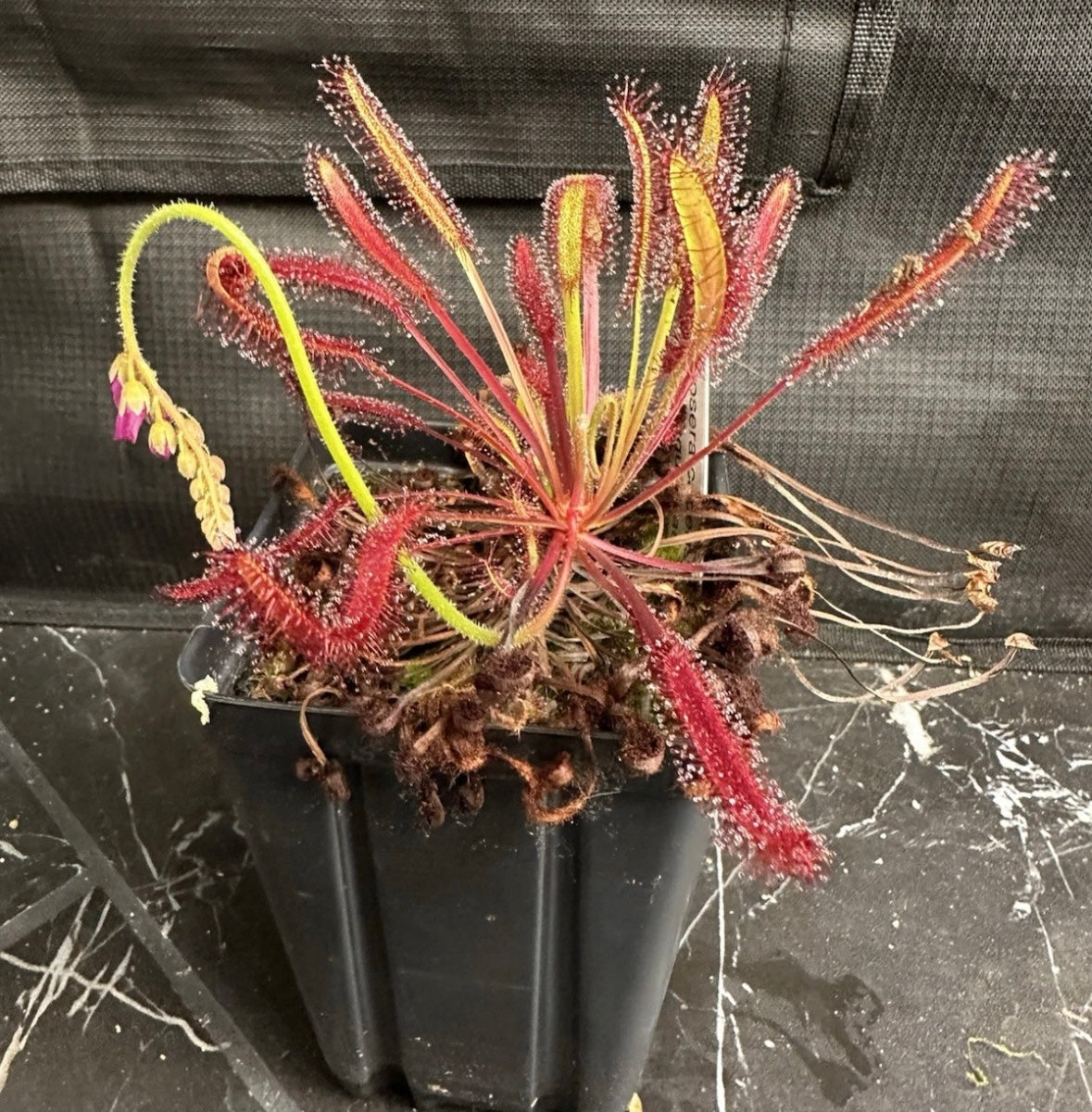 Drosera capensis (Montagu Pass, ZAF) seeds 50+