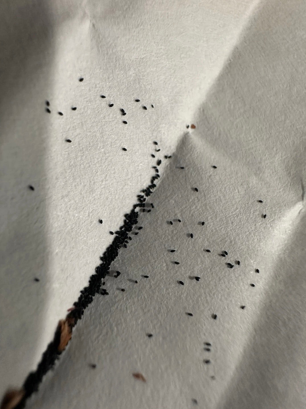 Drosera ultramafica x spatulata seeds