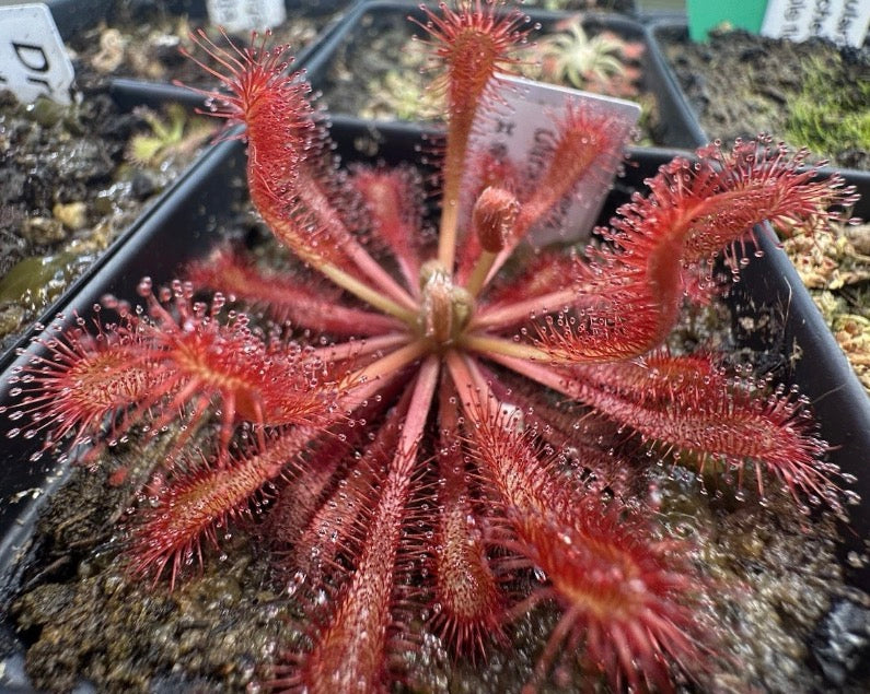 Drosera ultramafica x spatulata seeds