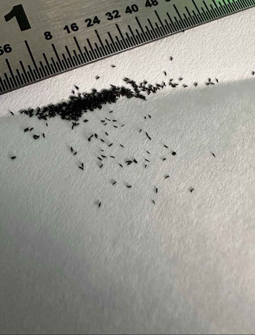 Small black seeds scattered on a white surface with a ruler for scale.