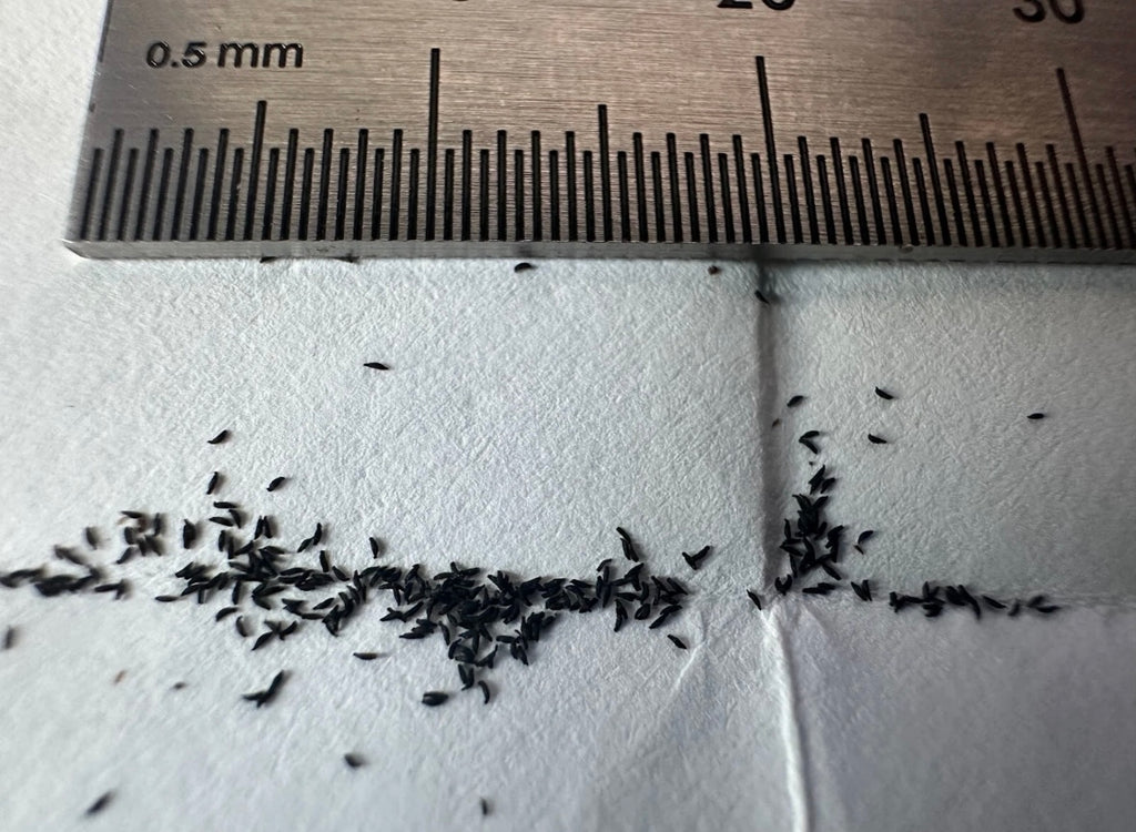 Drosera capensis "Orange Sherbet" seeds 50+