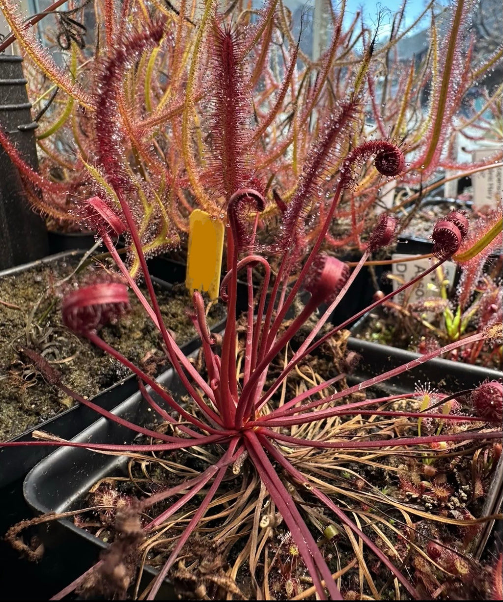Drosera Capensis "Narrow Red" Leaf seeds 50+