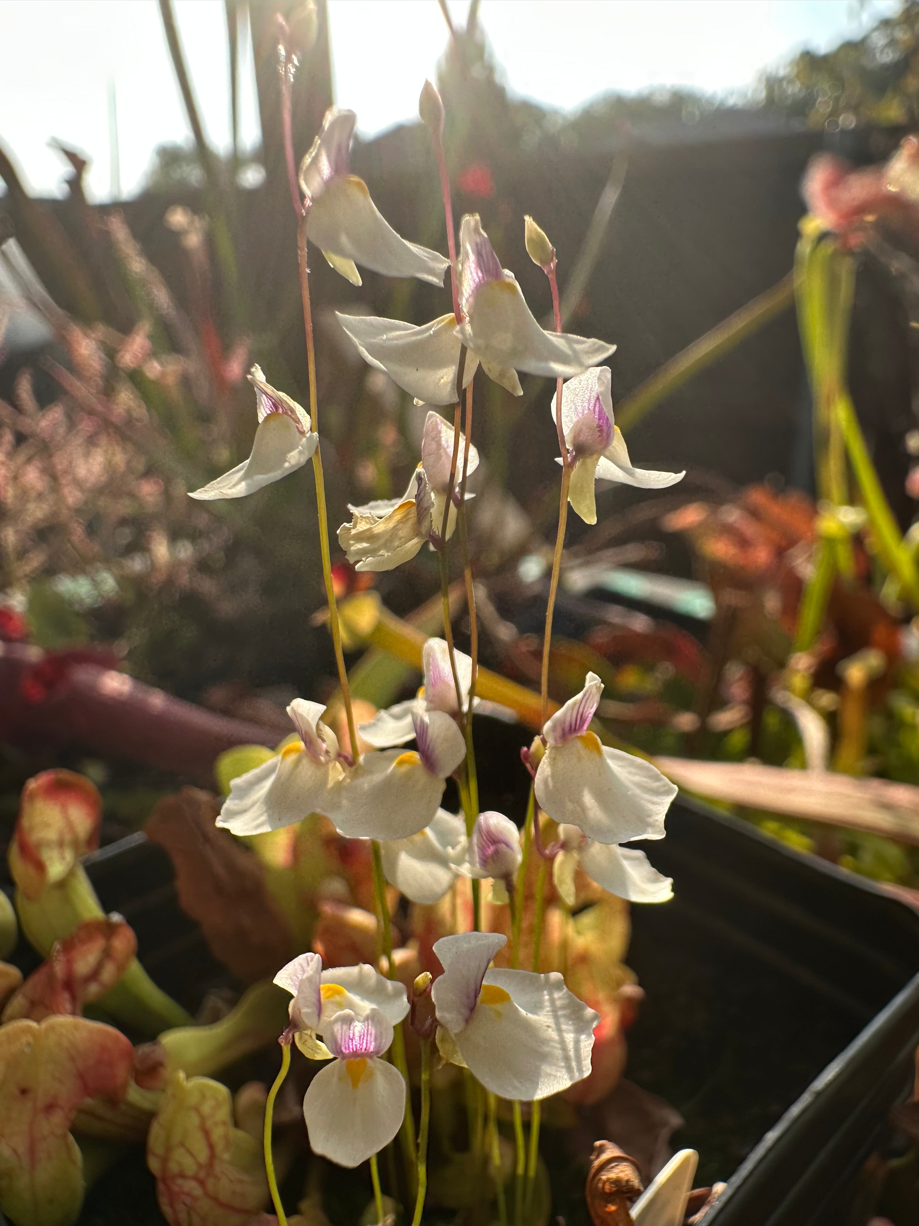 Utricularia blanchetii (Chapada Diamantina, Bahia, BRA)