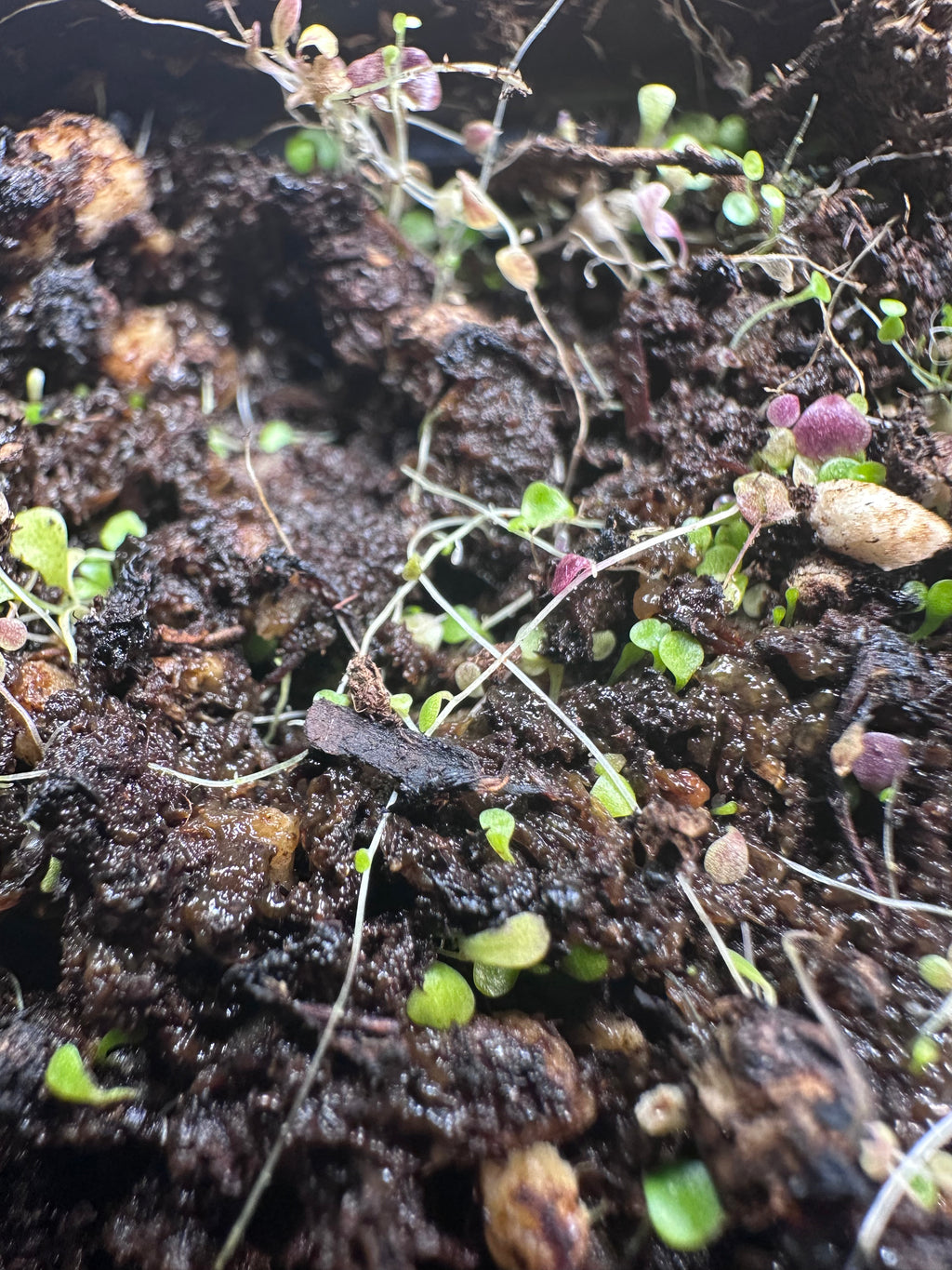 Utricularia sandersonii